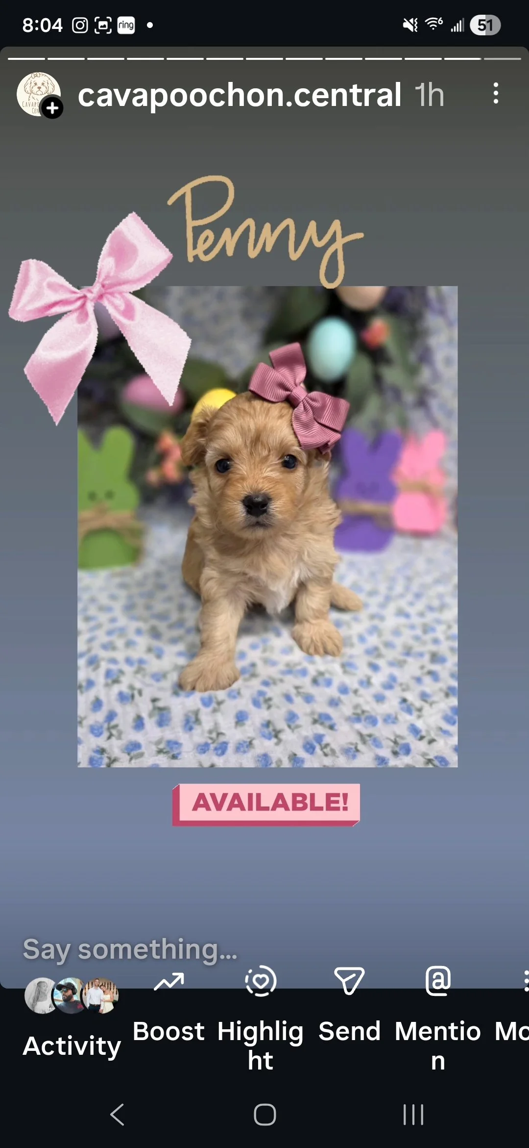 Penny- Cavapoochon girl