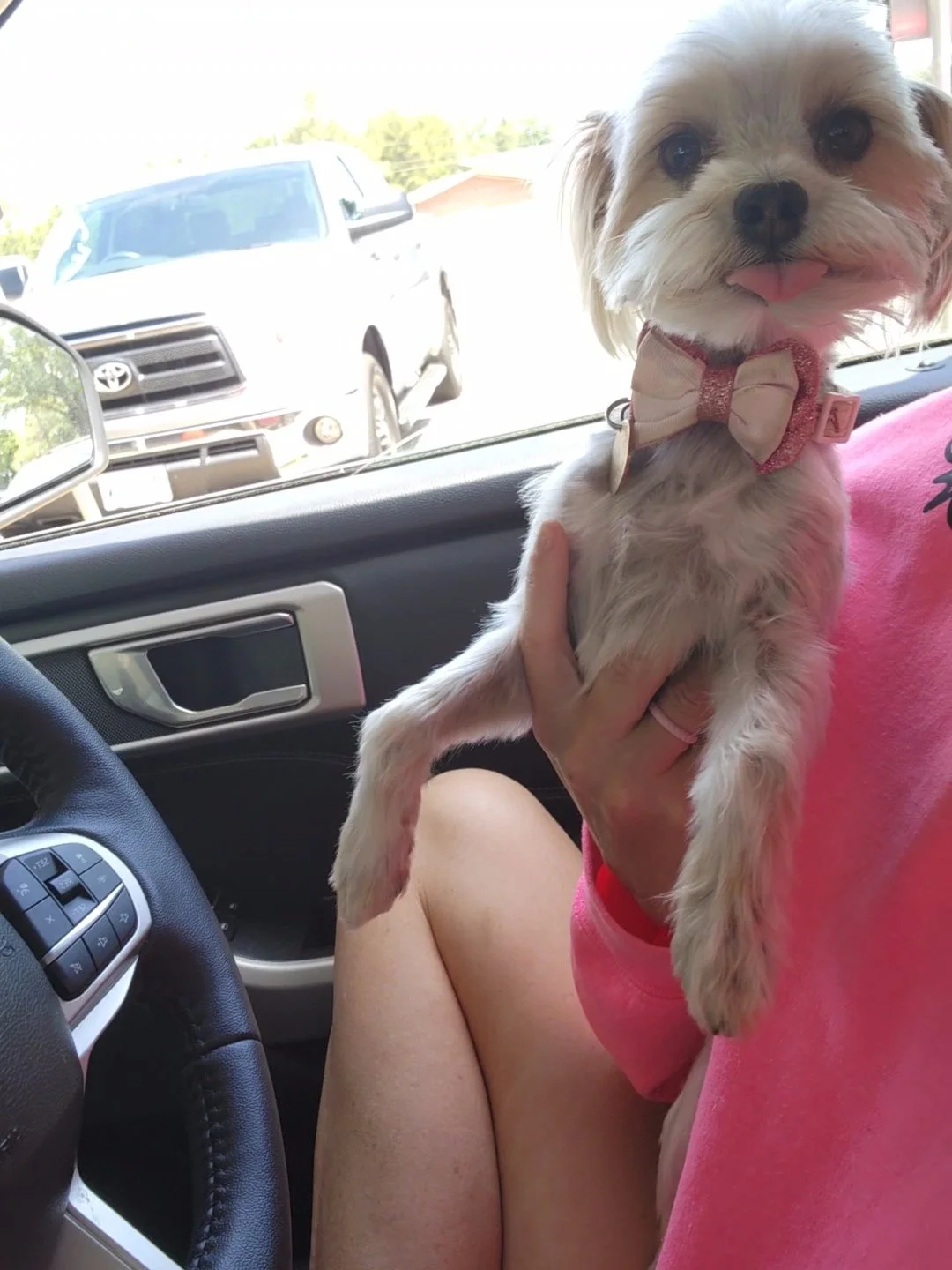 A small white dog with a pink and white bow tie is being held inside a vehicle, with a person wearing a pink shirt nearby. Outside the vehicle, there are parked cars and trees visible through the window.