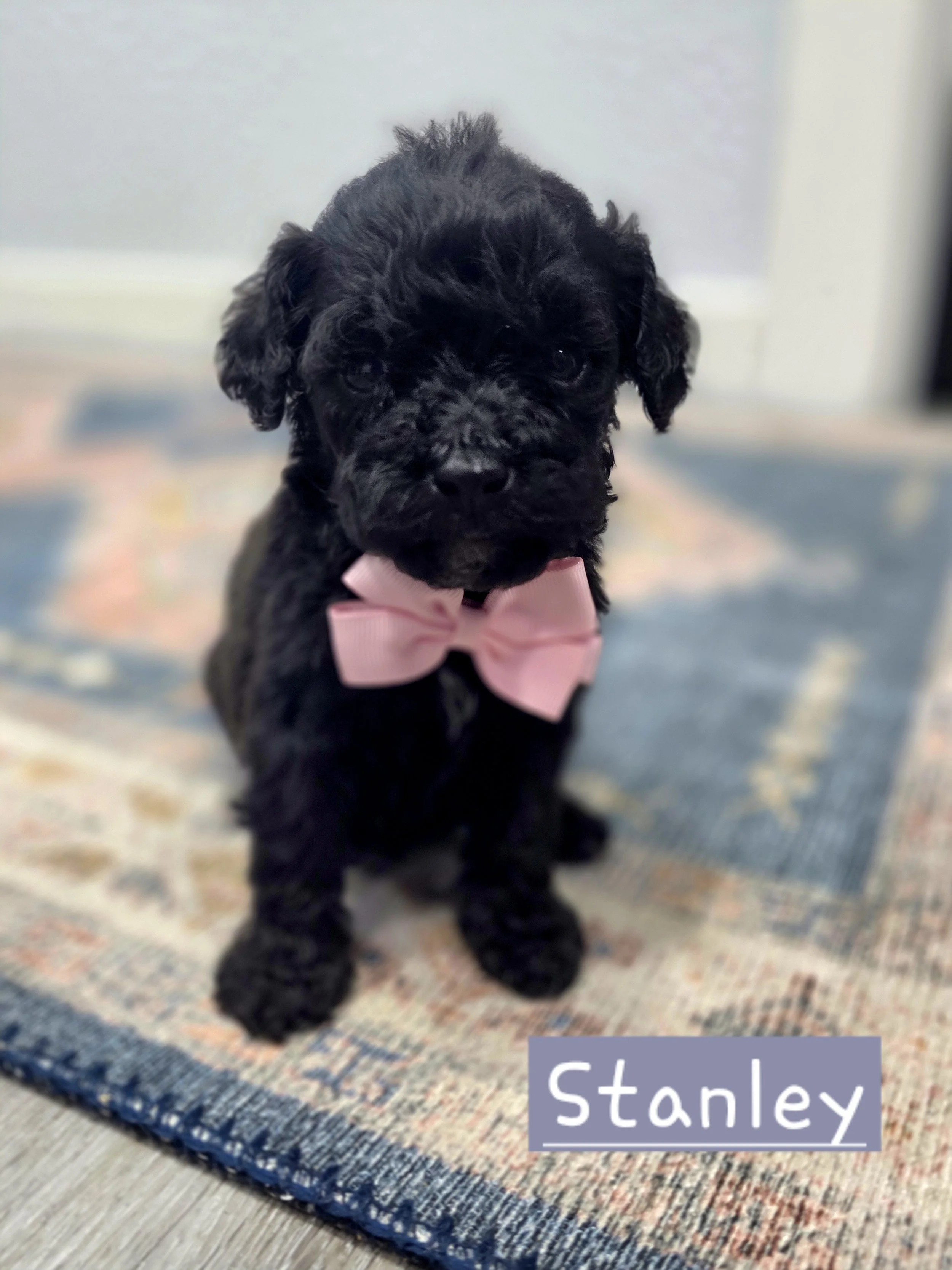 Stanley- Male Cavapoochon