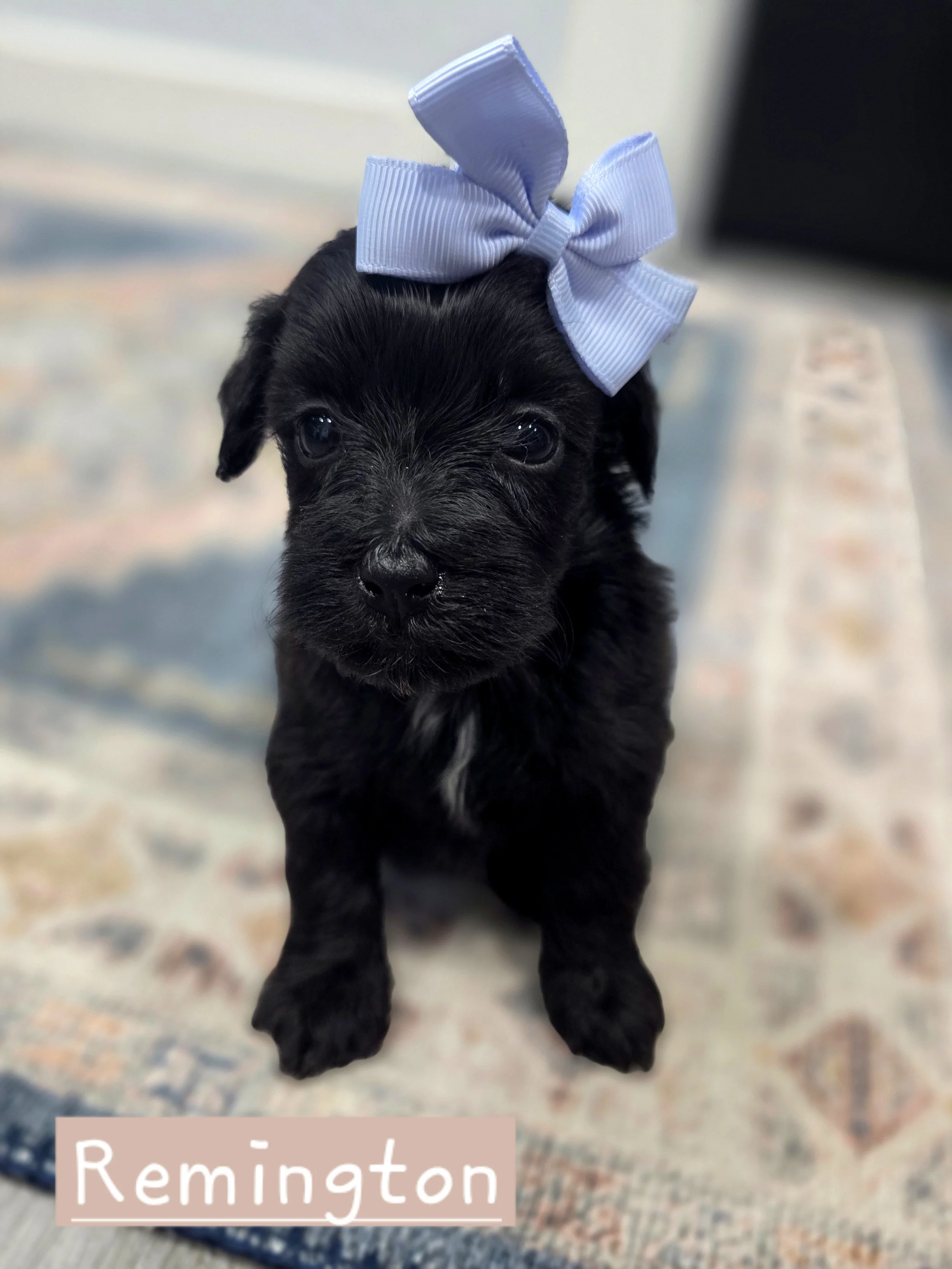 Remington- Female Cavapoochon