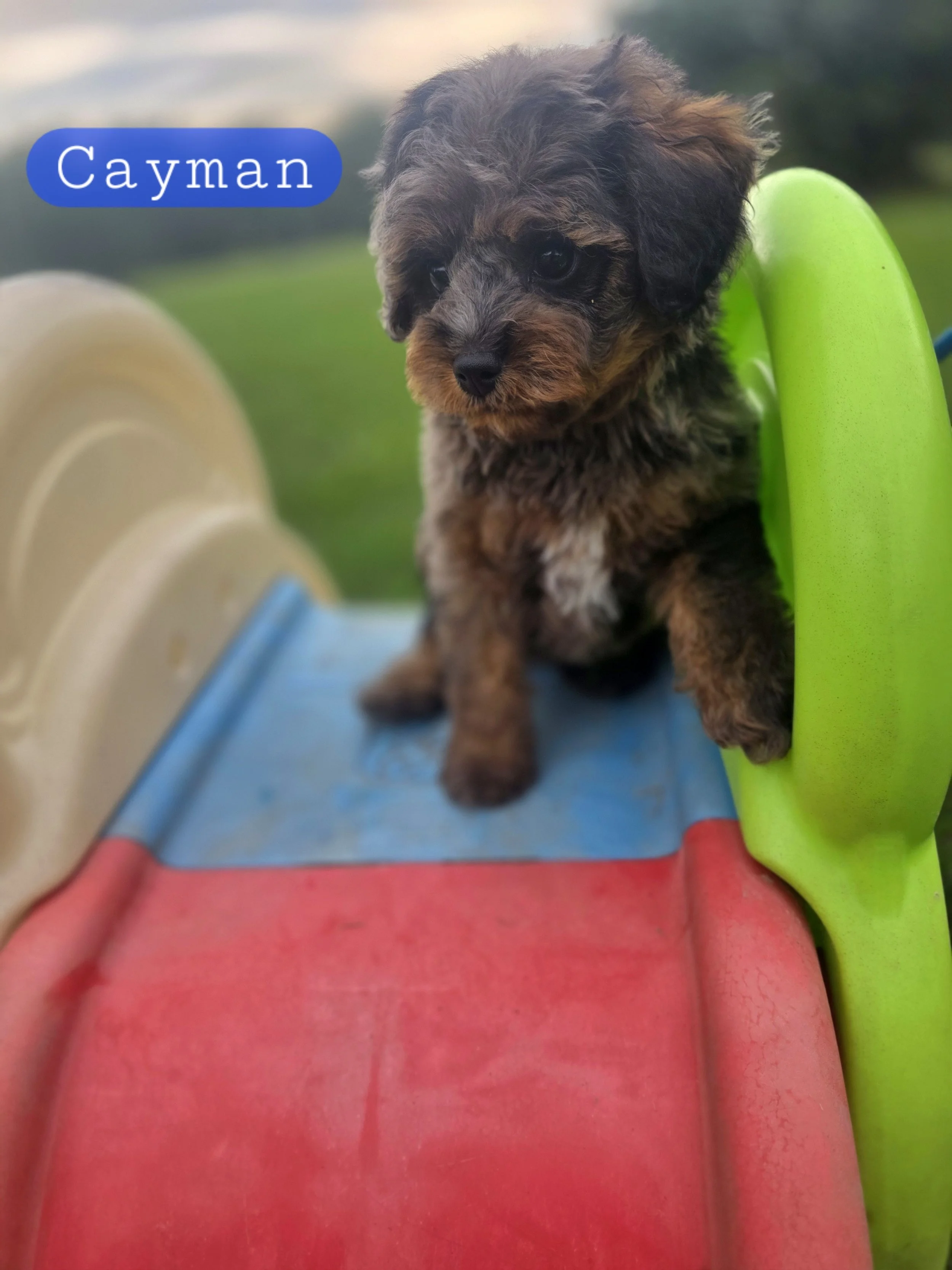 Cayman- Male Cavapoochon