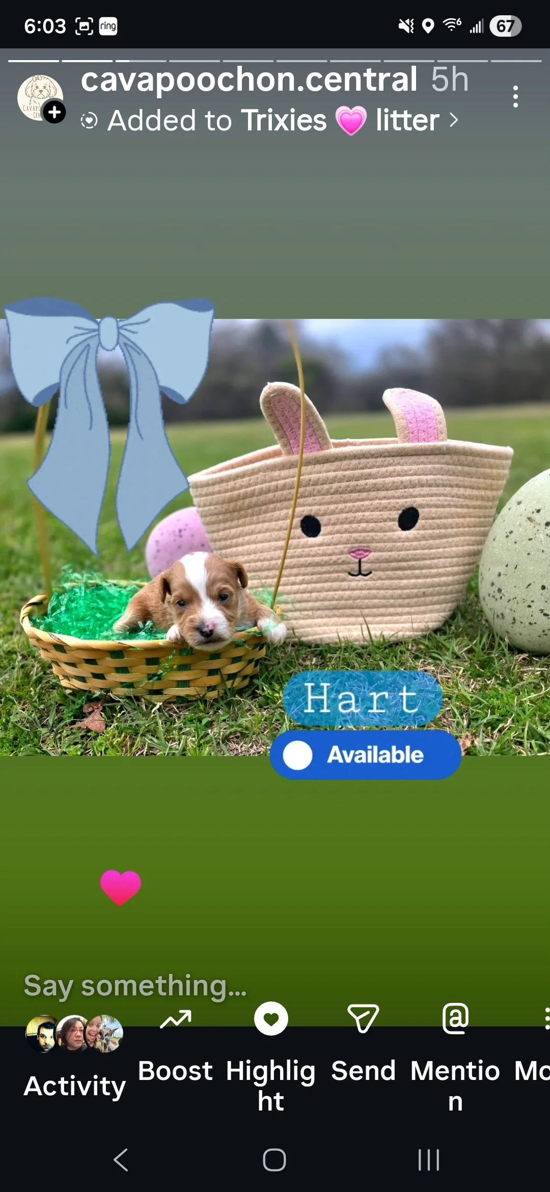 Hart- Cavapoochon boy