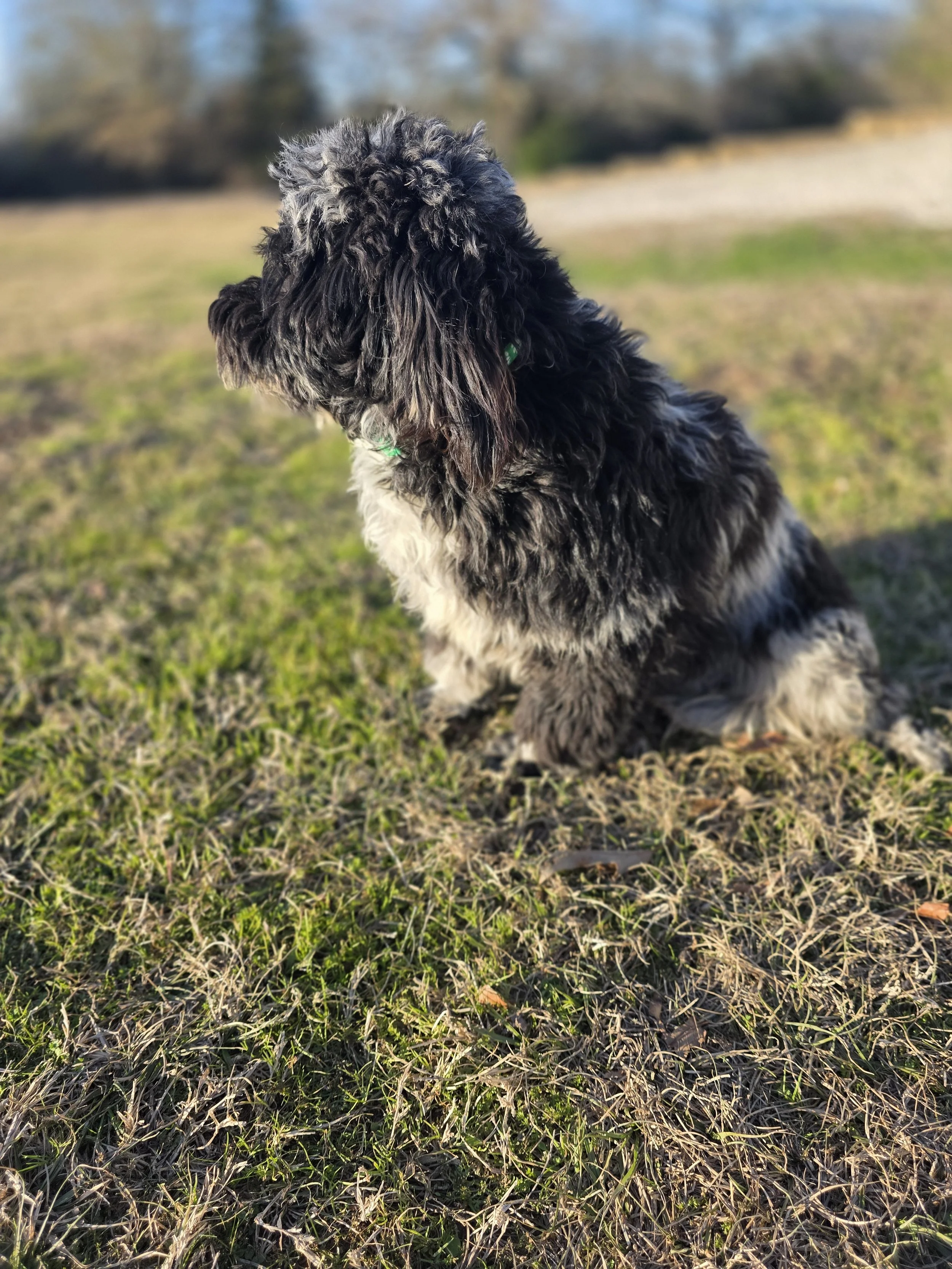 a small merle dog