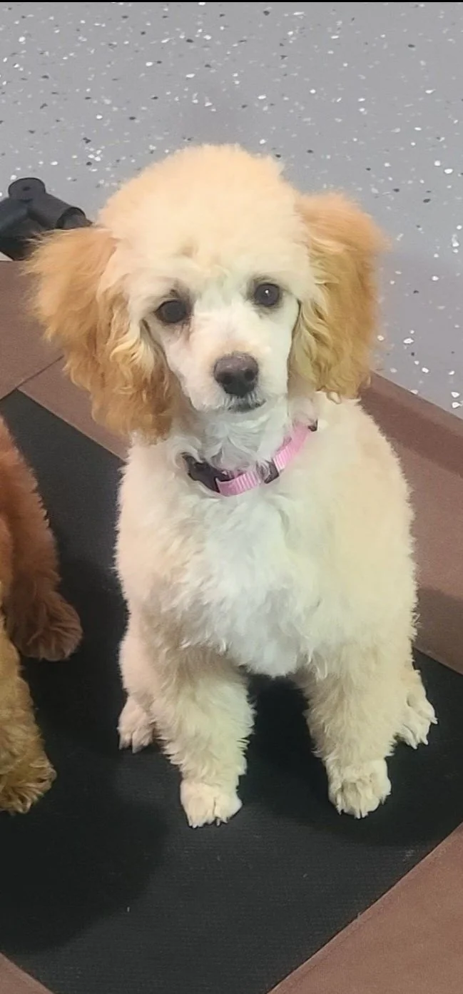 A cute light-colored puppy with curly ears and dark eyes, sitting on a black mat inside a room with speckled gray flooring.