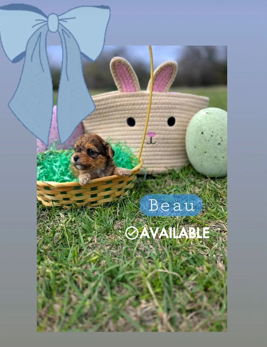 Beau- Cavapoochon boy