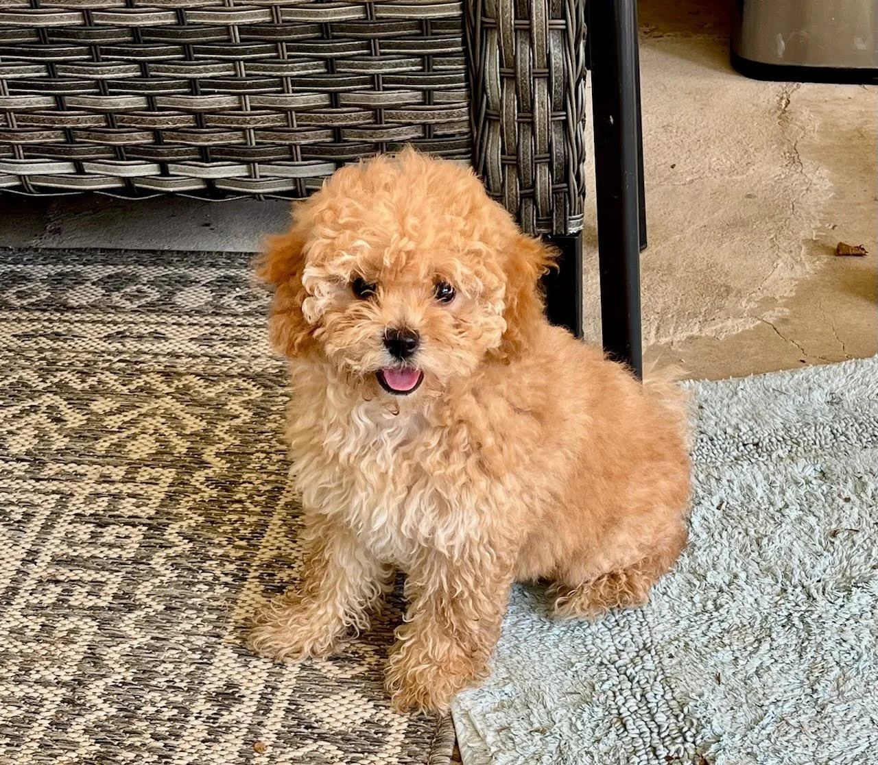 A small, fluffy, light brown poodle puppy sitting on a patterned rug indoors, with a wicker chair and concrete floor in the background.