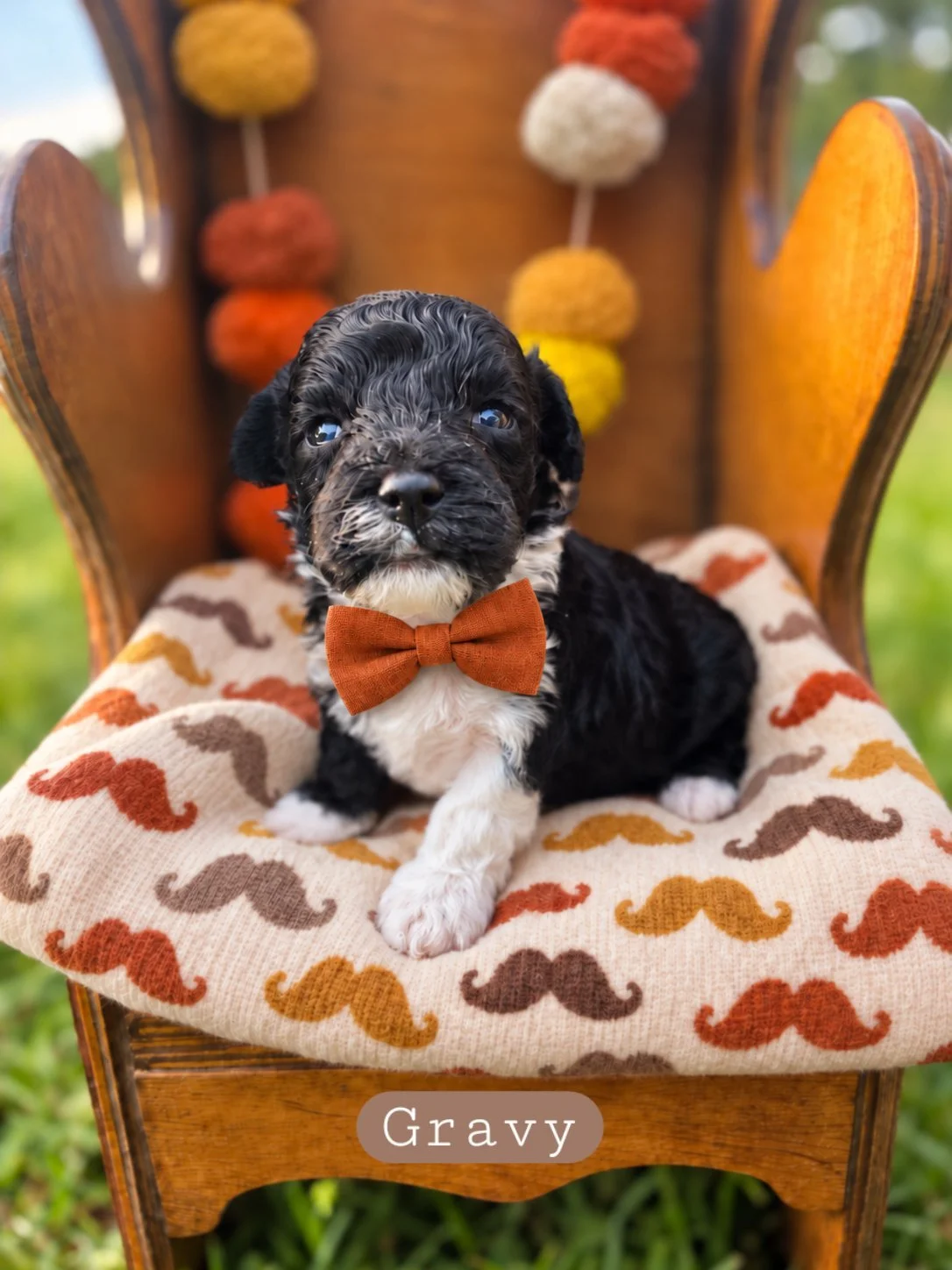 gravy-cavapoochon.jpg