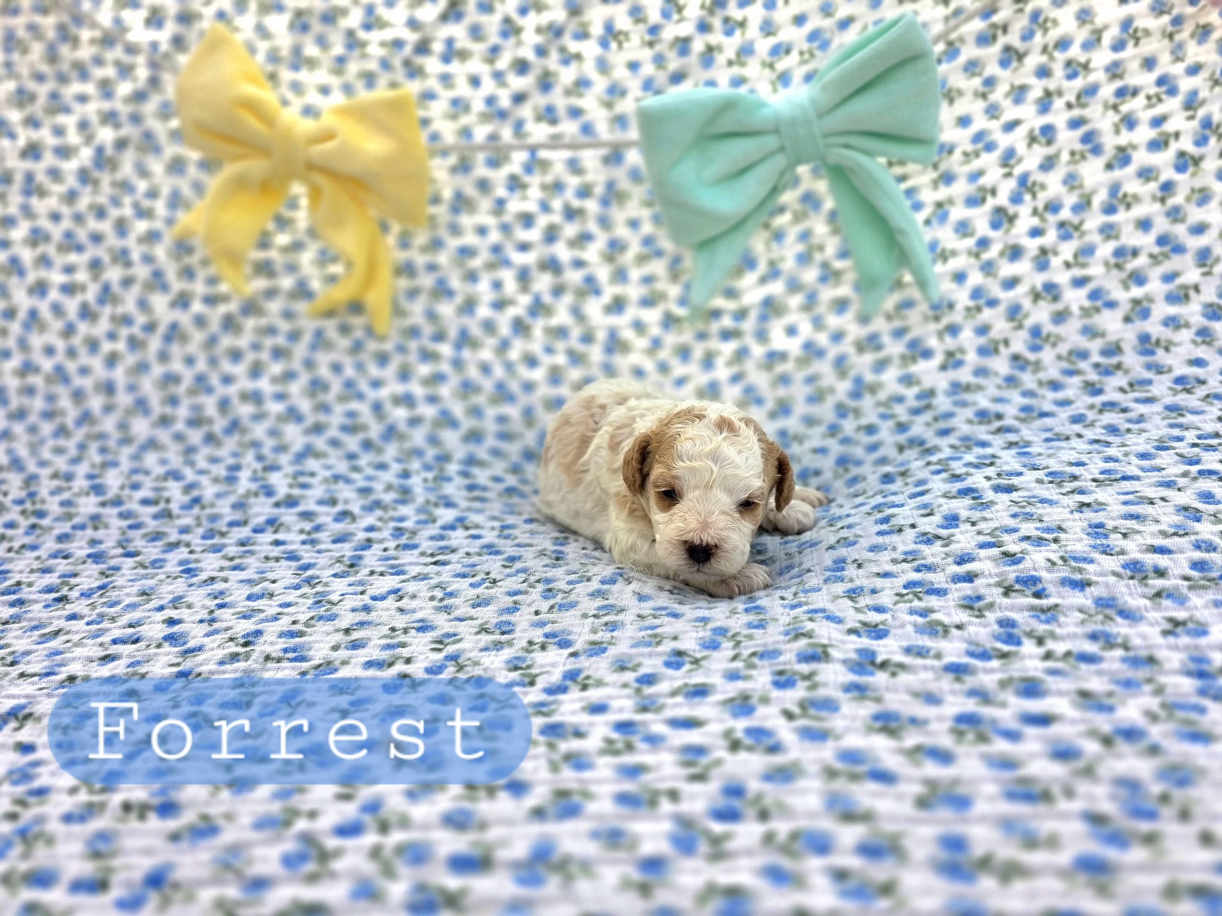 Forrest- Cavapoochon boy