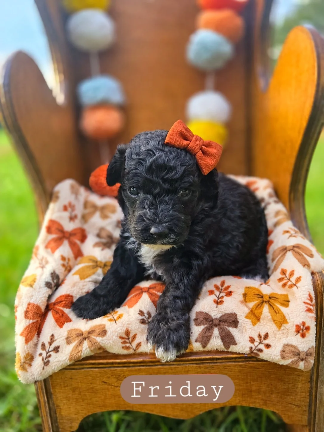 friday-cavapoochon.jpg