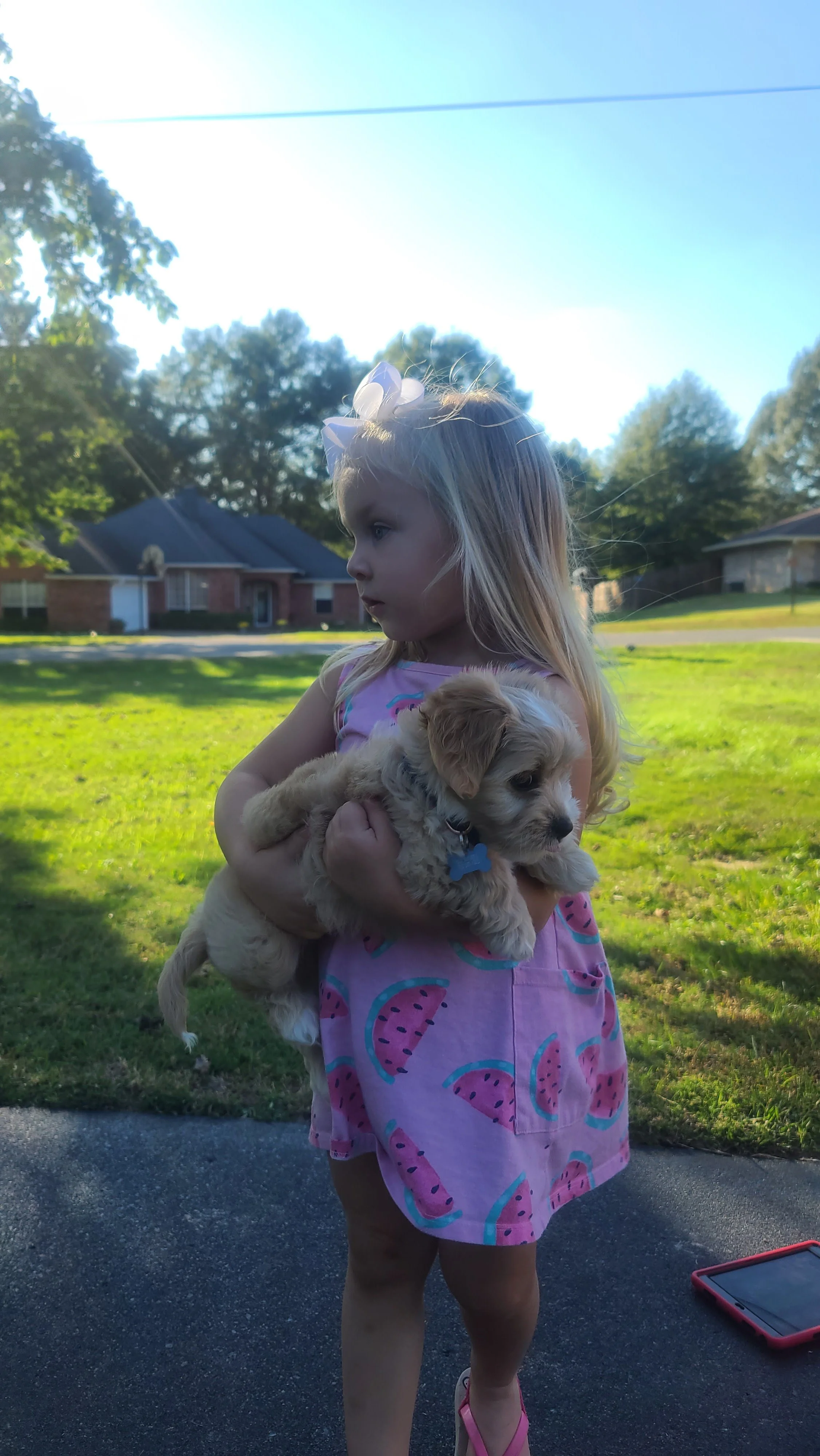 A young girl with long blonde hair, wearing a pink dress with watermelon patterns, holding a small puppy outdoors on a sunny day with green grass and houses in the background.