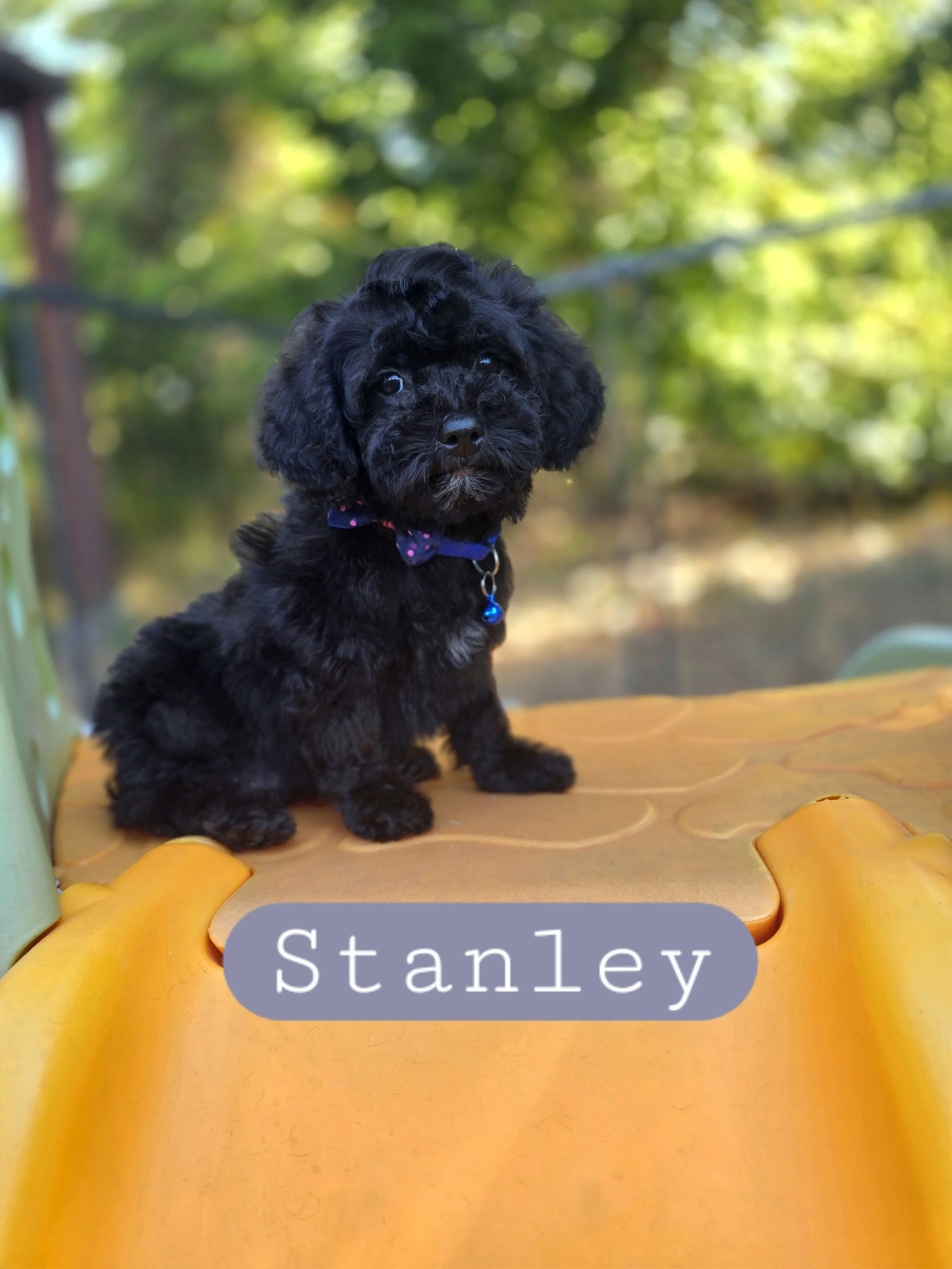 Stanley- QUICK PLACEMENT DISCOUNT-Male Cavapoochon