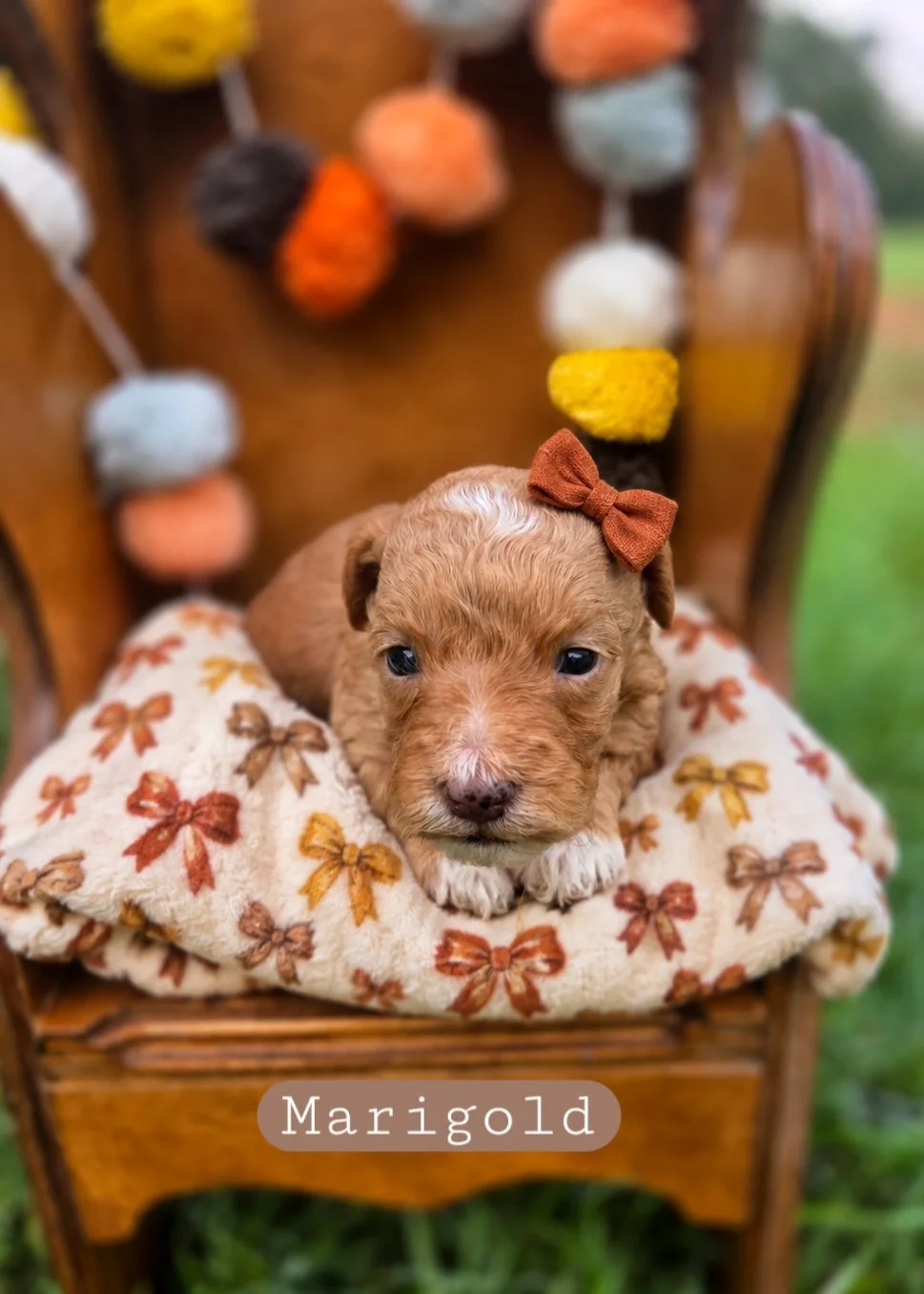 marigold-cavapoochon.jpg