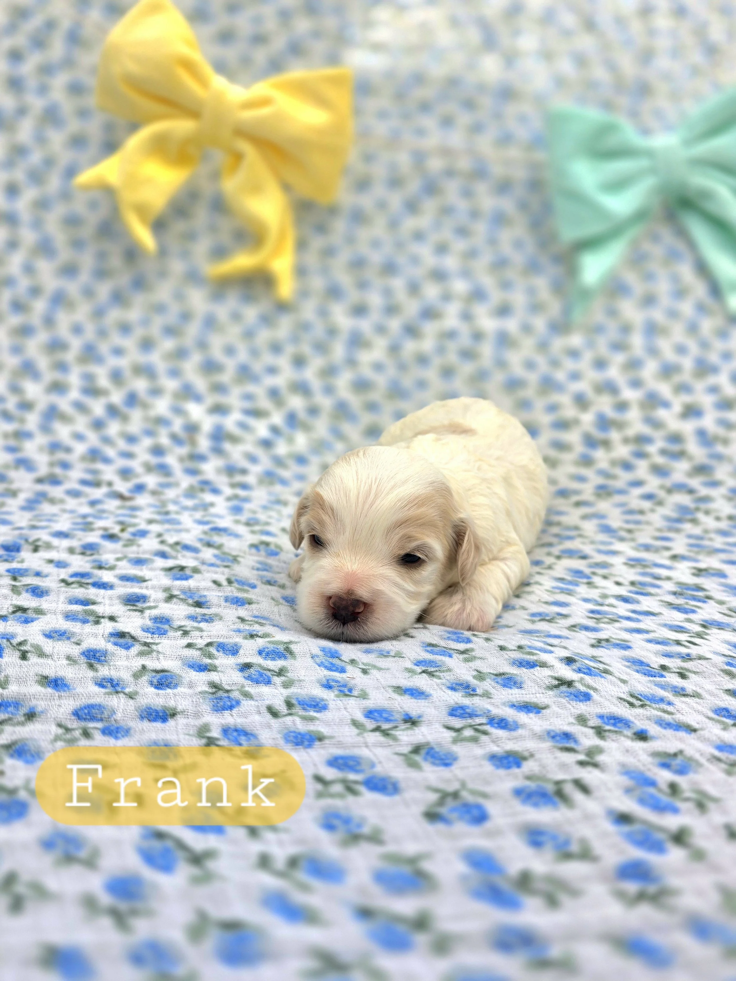 Frank- Cavapoochon boy