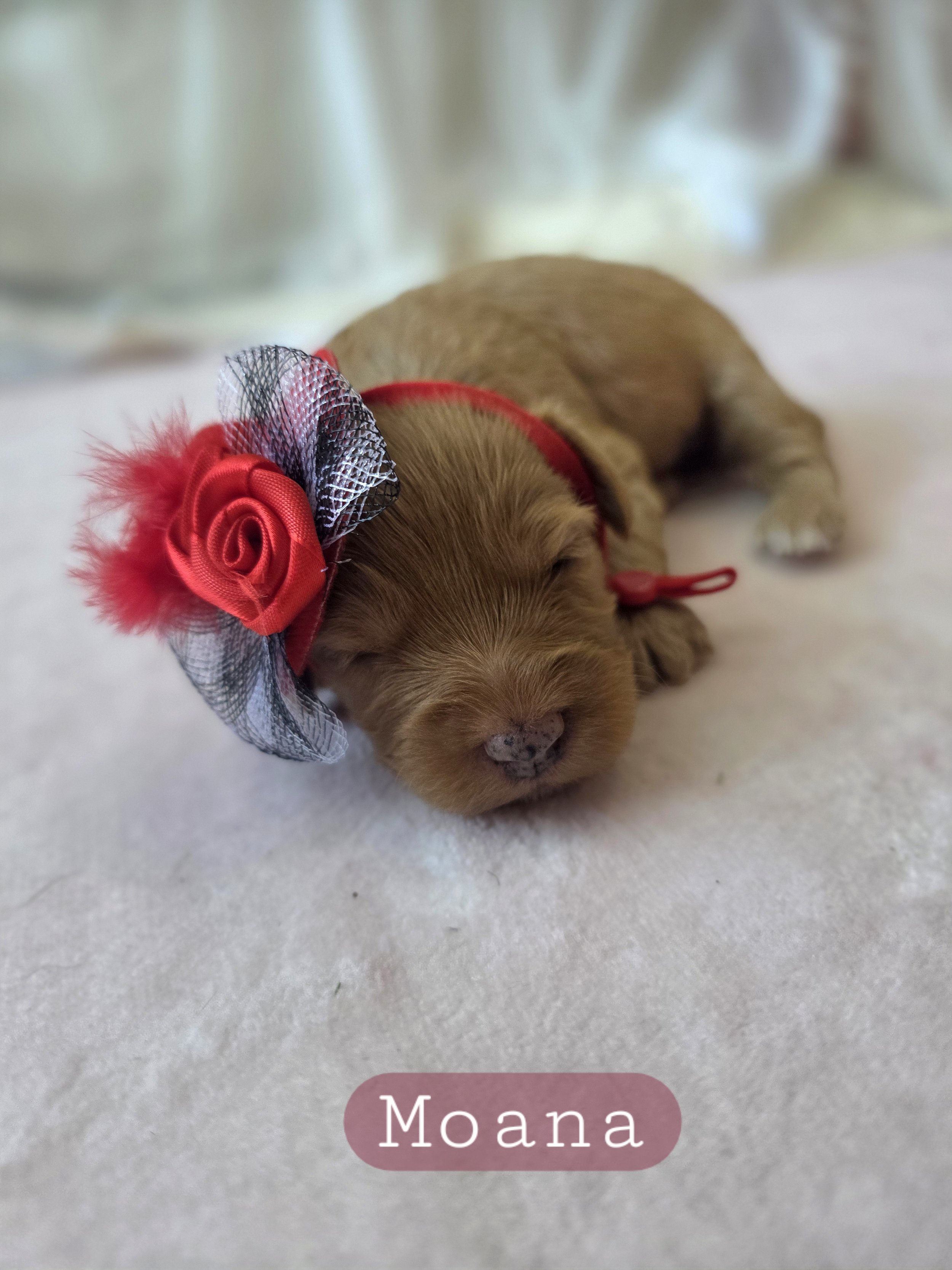 Moana- Female Cavapoochon