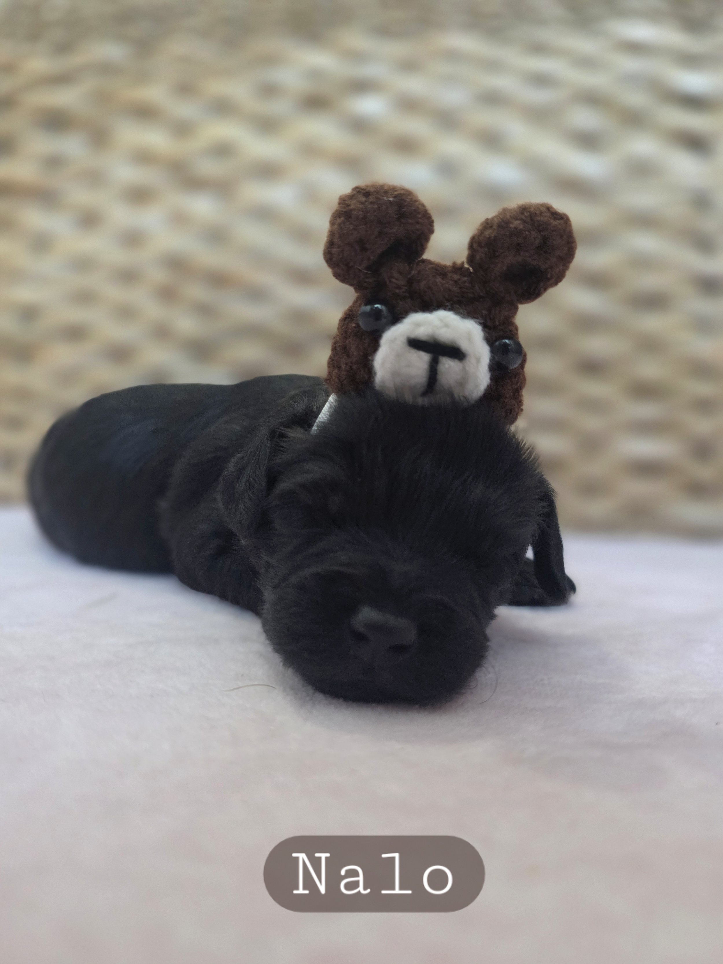 Nalo- Male Cavapoochon