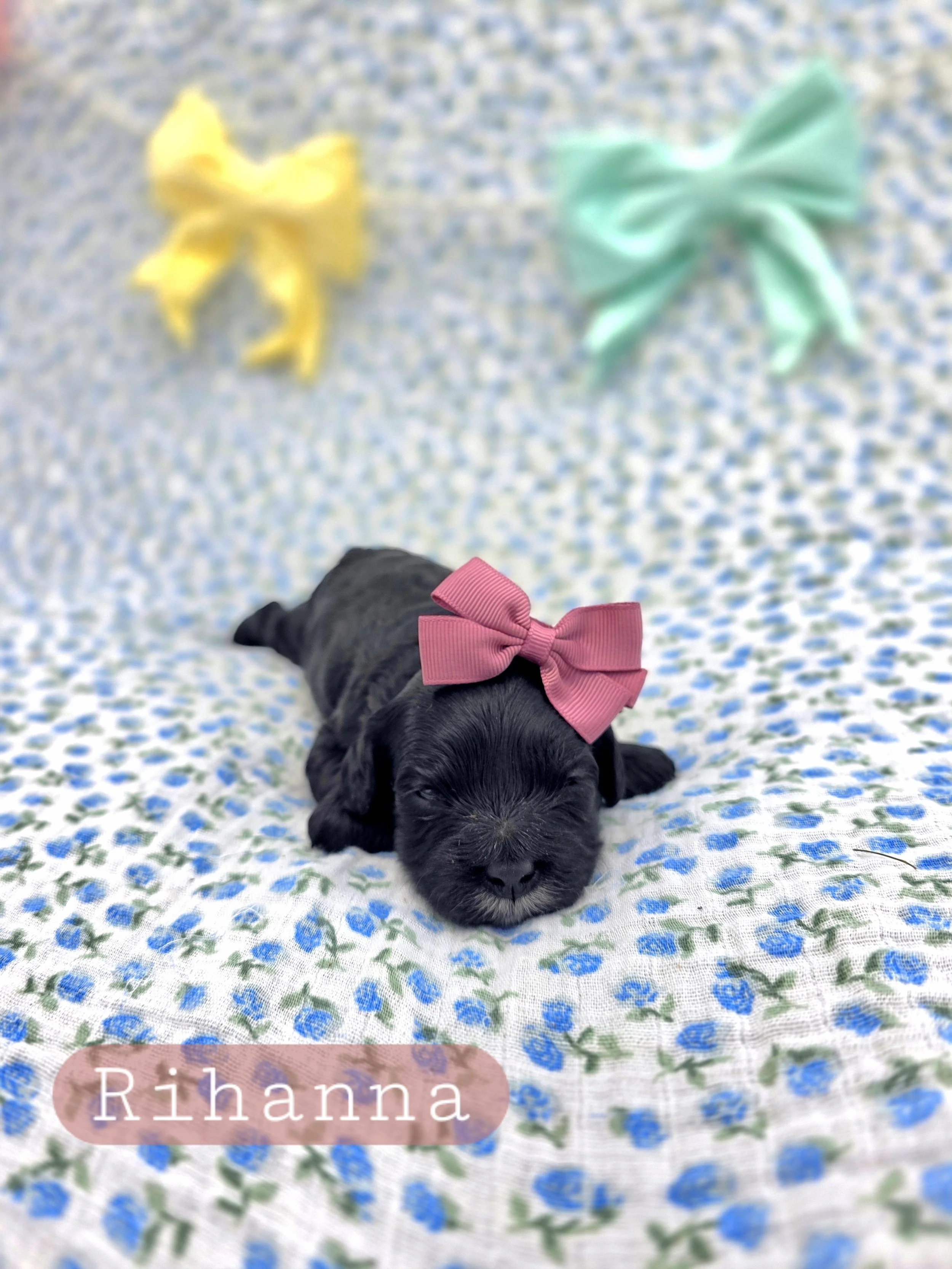 Rihanna- Cavapoochon girl