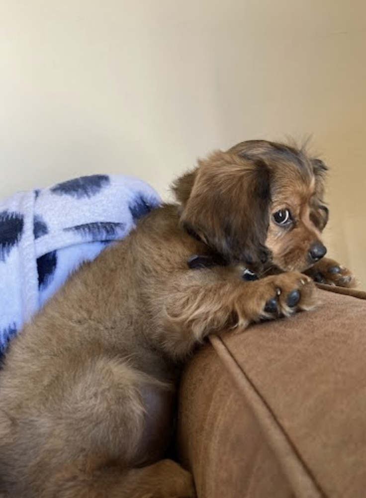 A brown puppy with floppy ears lying on a brown couch, peering over the edge with paws rested on the arm of the couch, partially covered by a blue and white blanket.