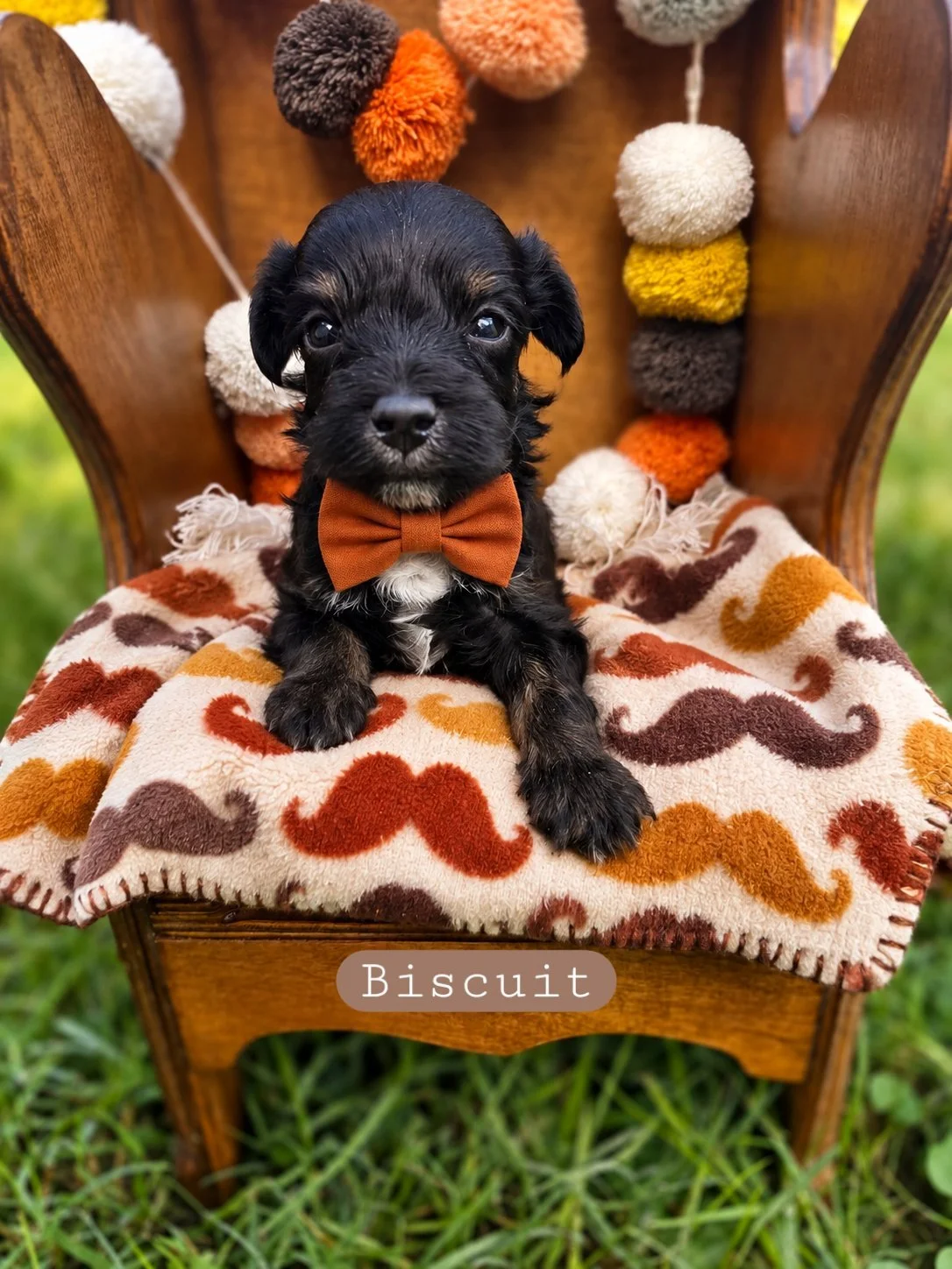 biscuit-cavapoochon.jpg