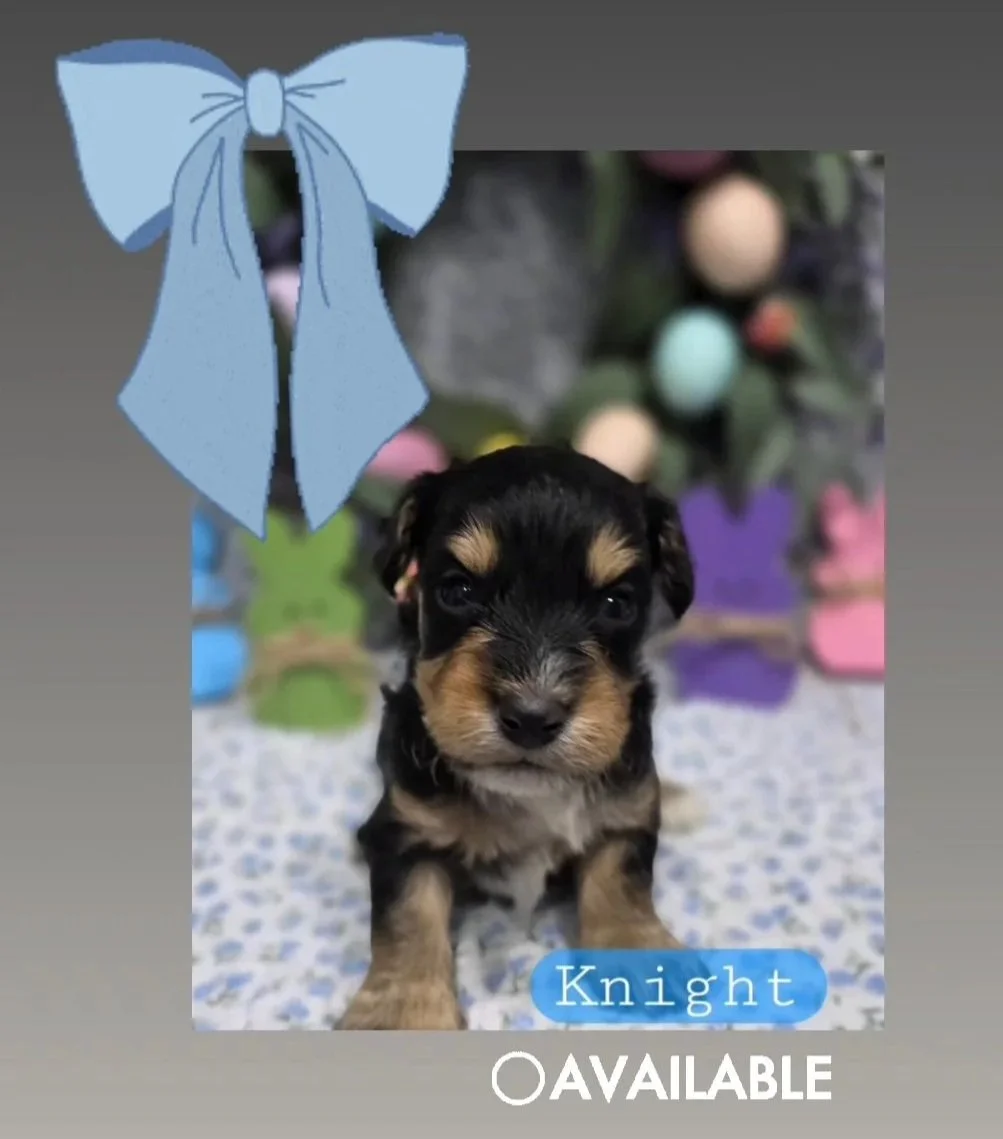 Knight- Cavapoochon boy