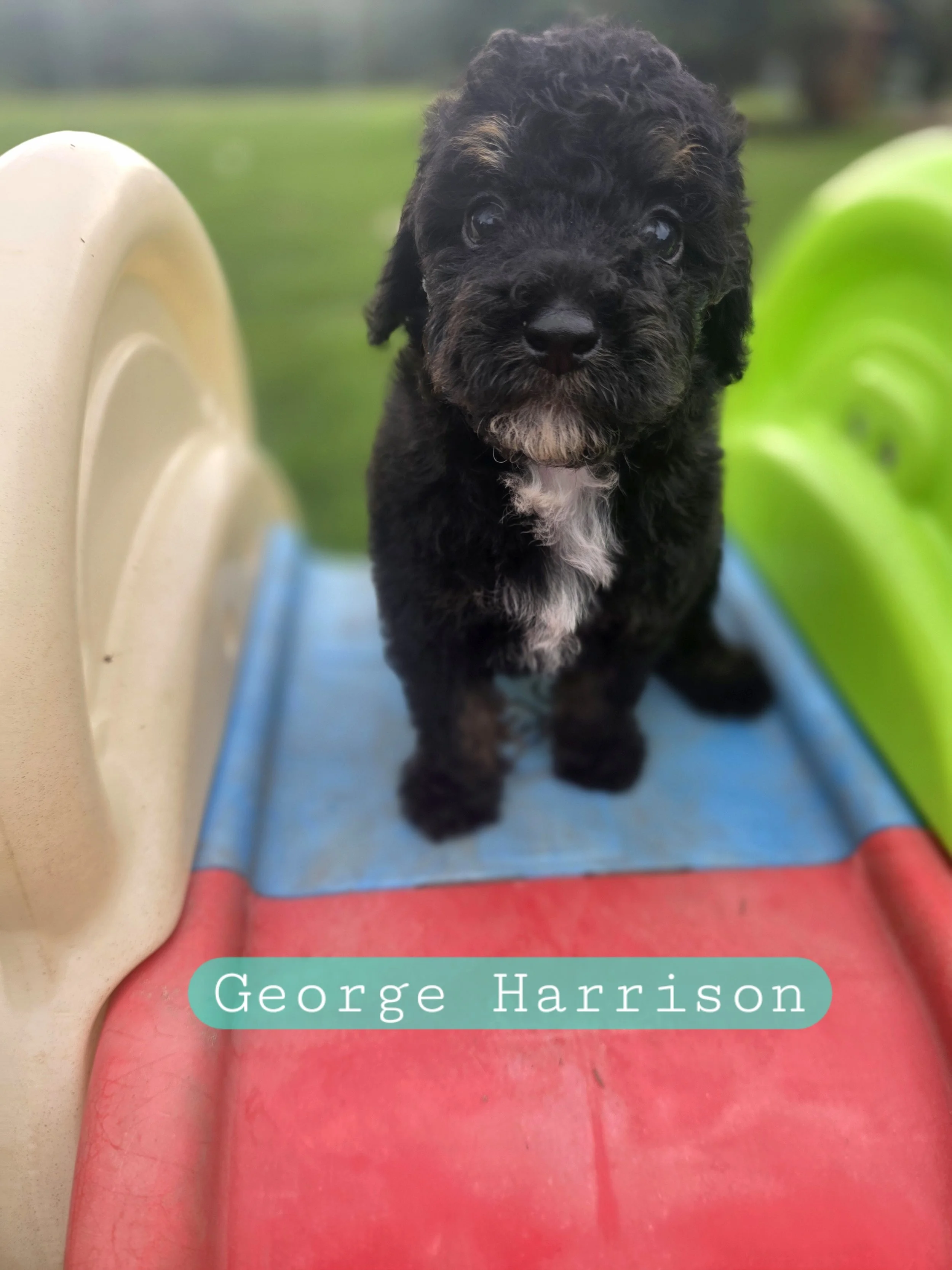 George Harrison- Male Cavapoochon