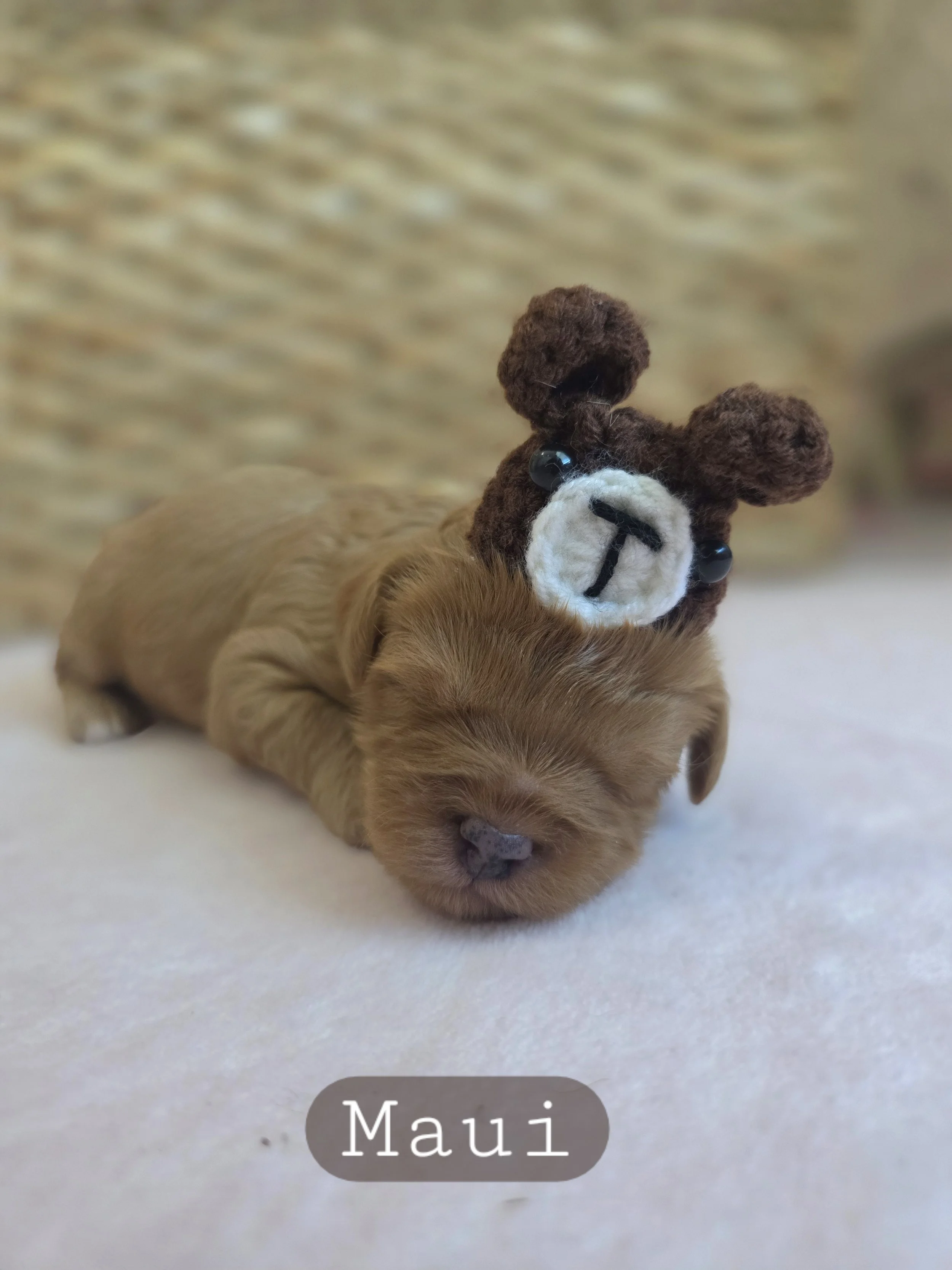 Maui- Male Cavapoochon