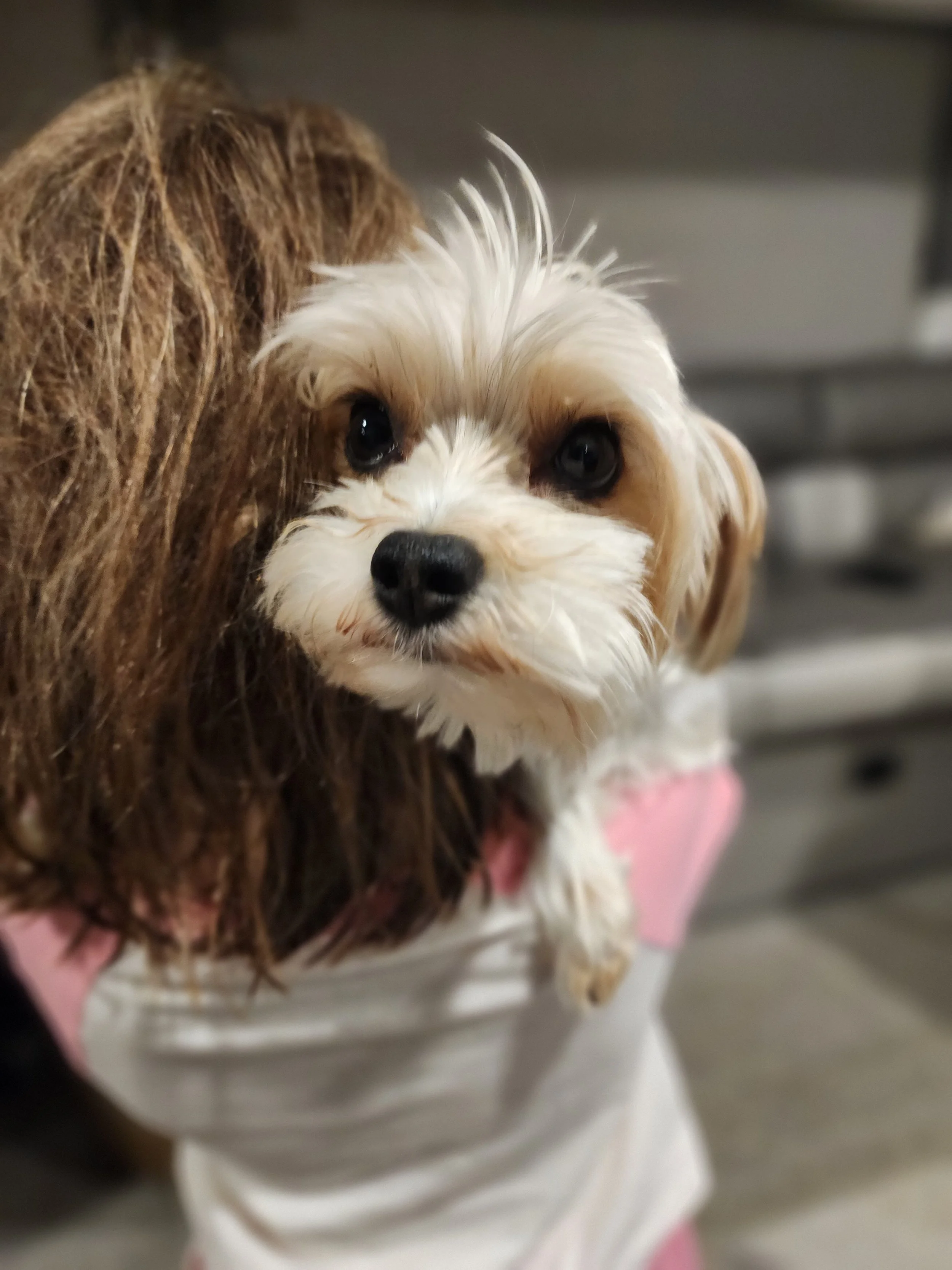 Close-up of a small, fluffy, white and tan dog with dark eyes, being held by a person with long brown hair.