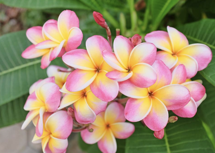 Screenshot 2026-02-12 at 12.51.09 pm.png