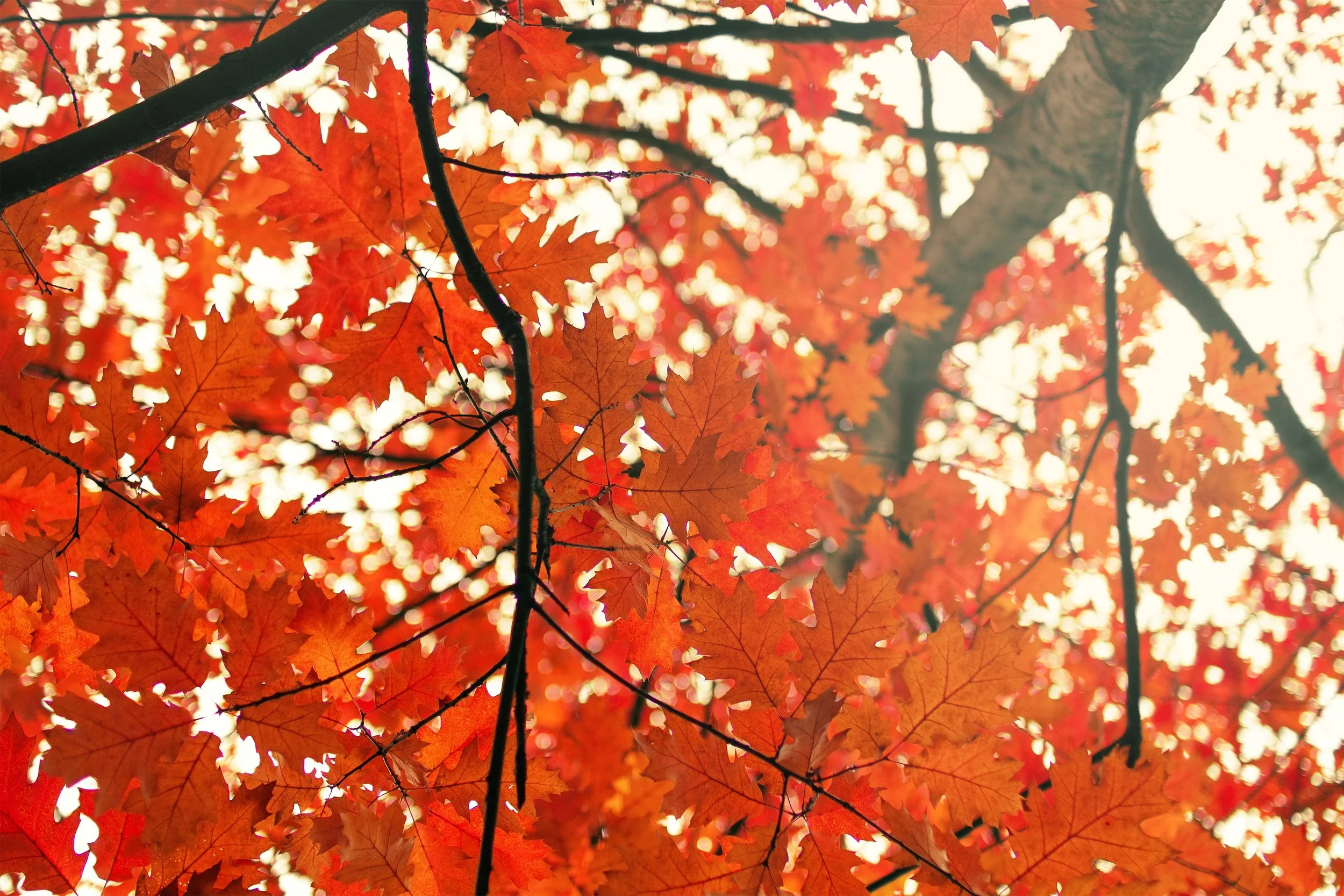 Abby Pang of Illuma Family Law Moderates the Canadian Bar Association’s Women Lawyers Forum Section Meeting: Education Committee Fall Event 2022