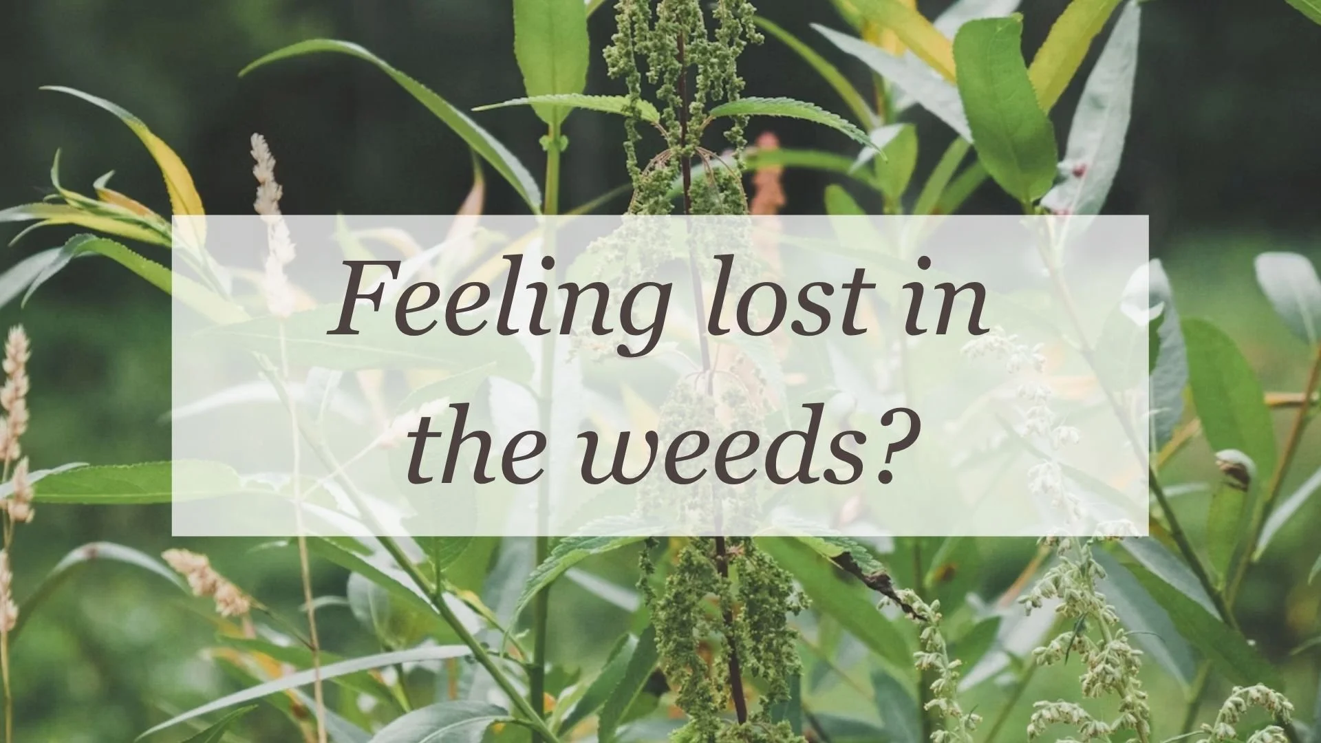 Feeling lost in the weeds?