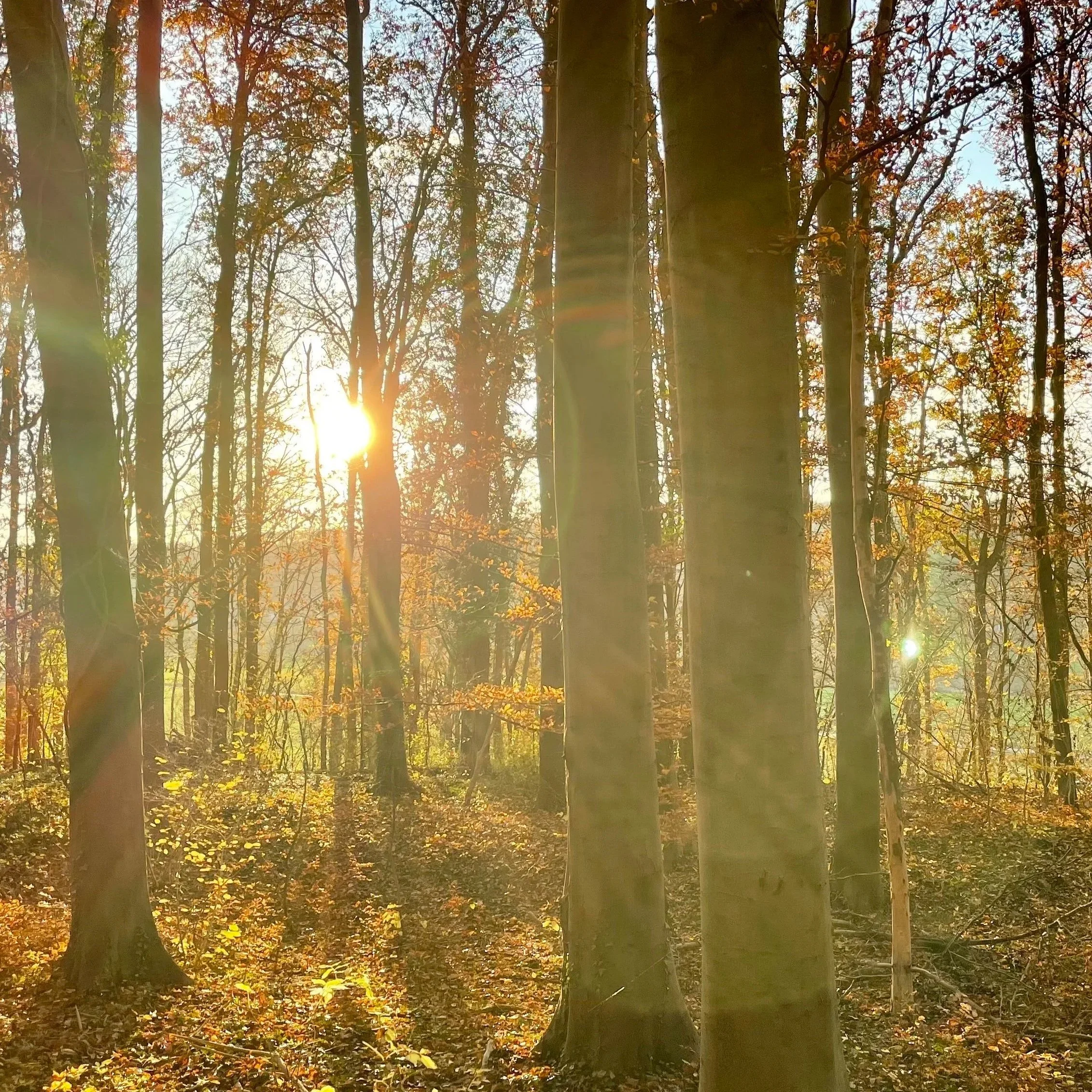 Zonnestralen schijnen door het herfstbos.
