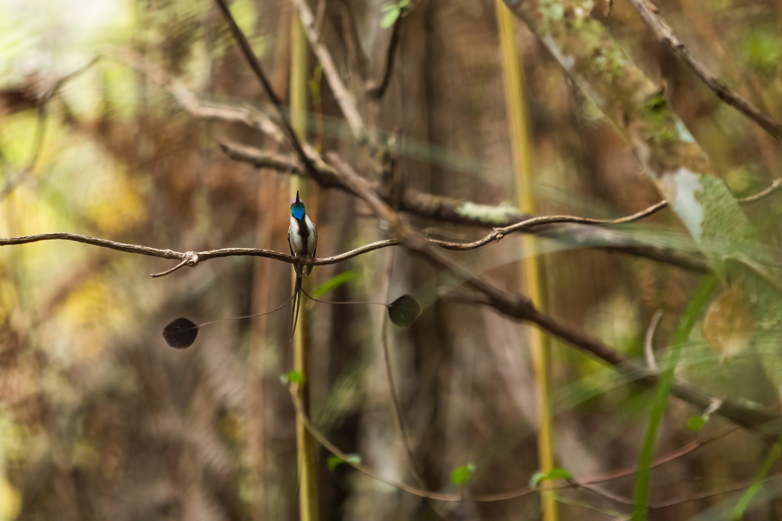 Spatuletail 2000 test-5-2.jpg