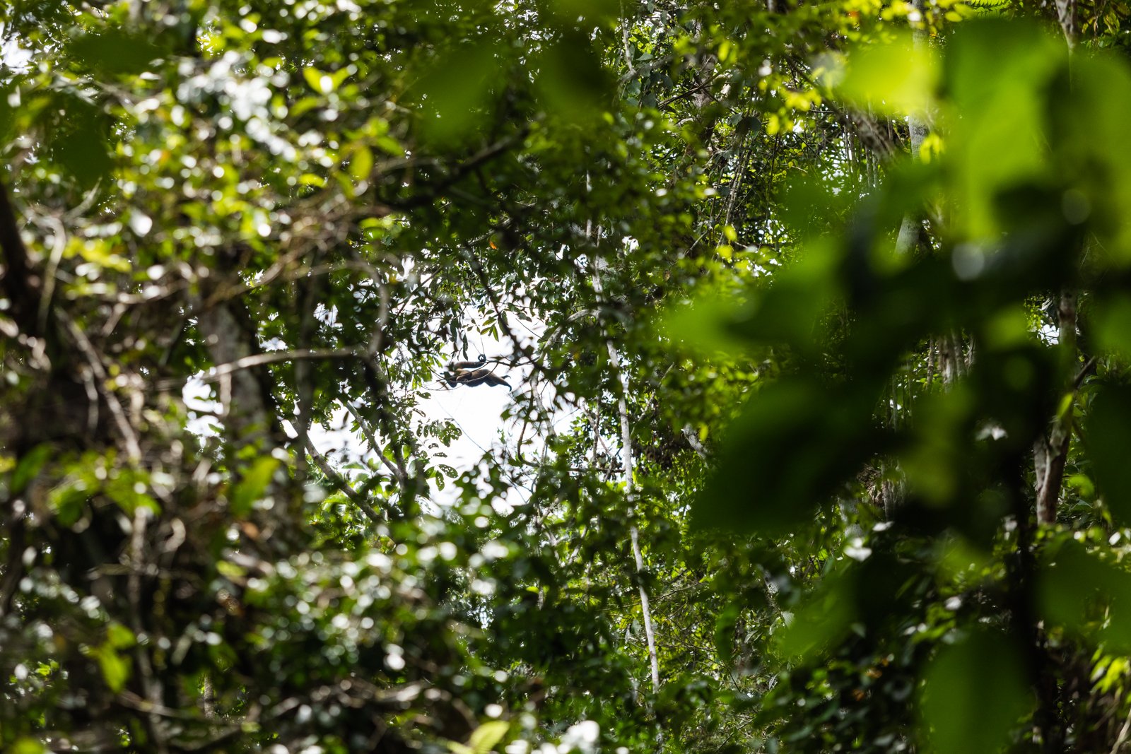 The insane acrobatics of dozens of primates throughout the Amazon Rainforest are incredible to see firsthand. A total understanding of height, distance, tree selection and physical awareness are on display as, in this case, Woolly Monkeys sprawl lik