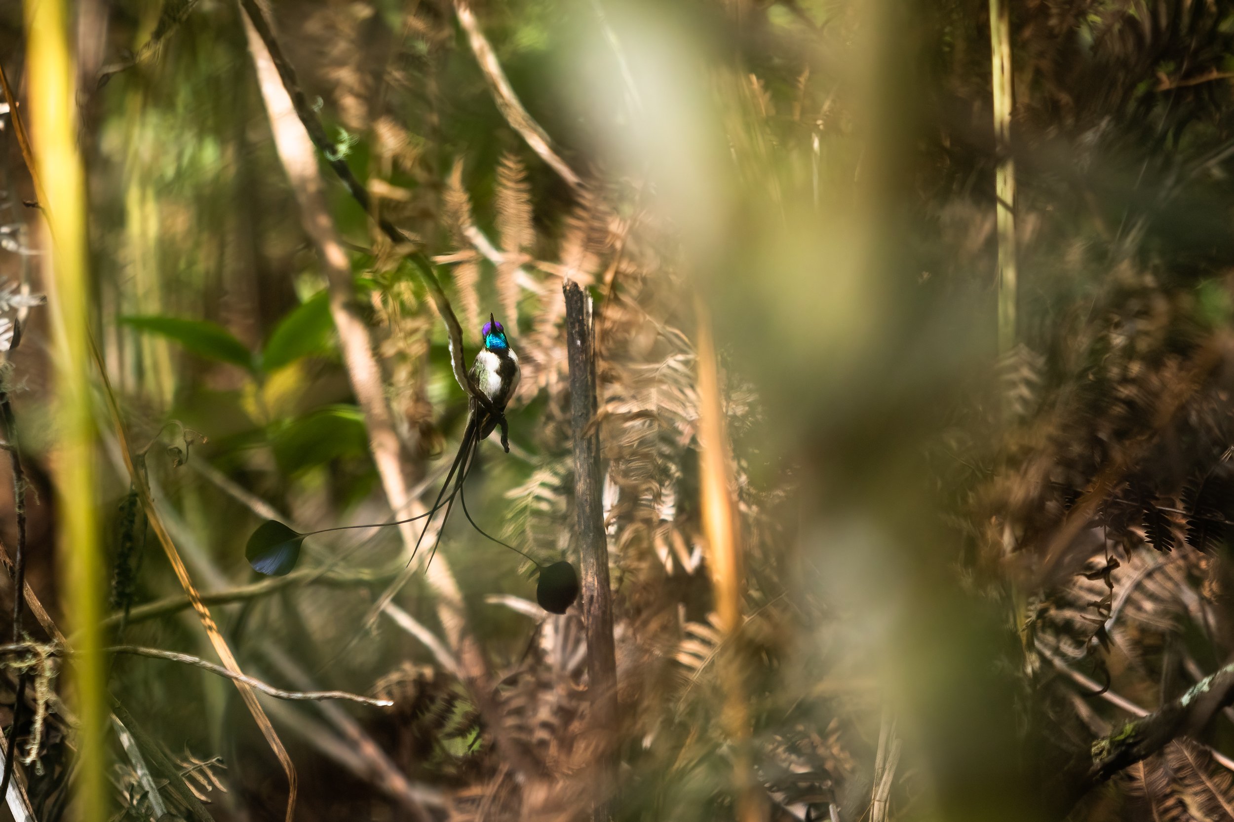 Spatuletail 2000 test-24.jpg
