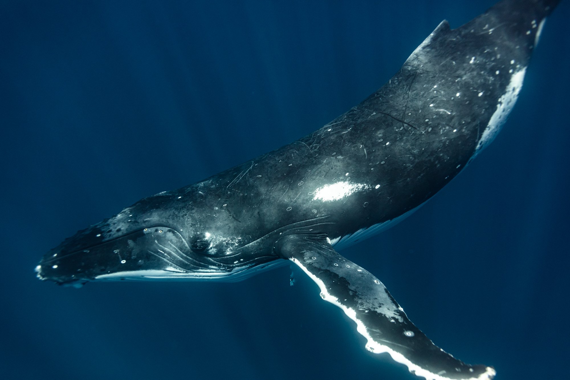 whales project-10.jpg