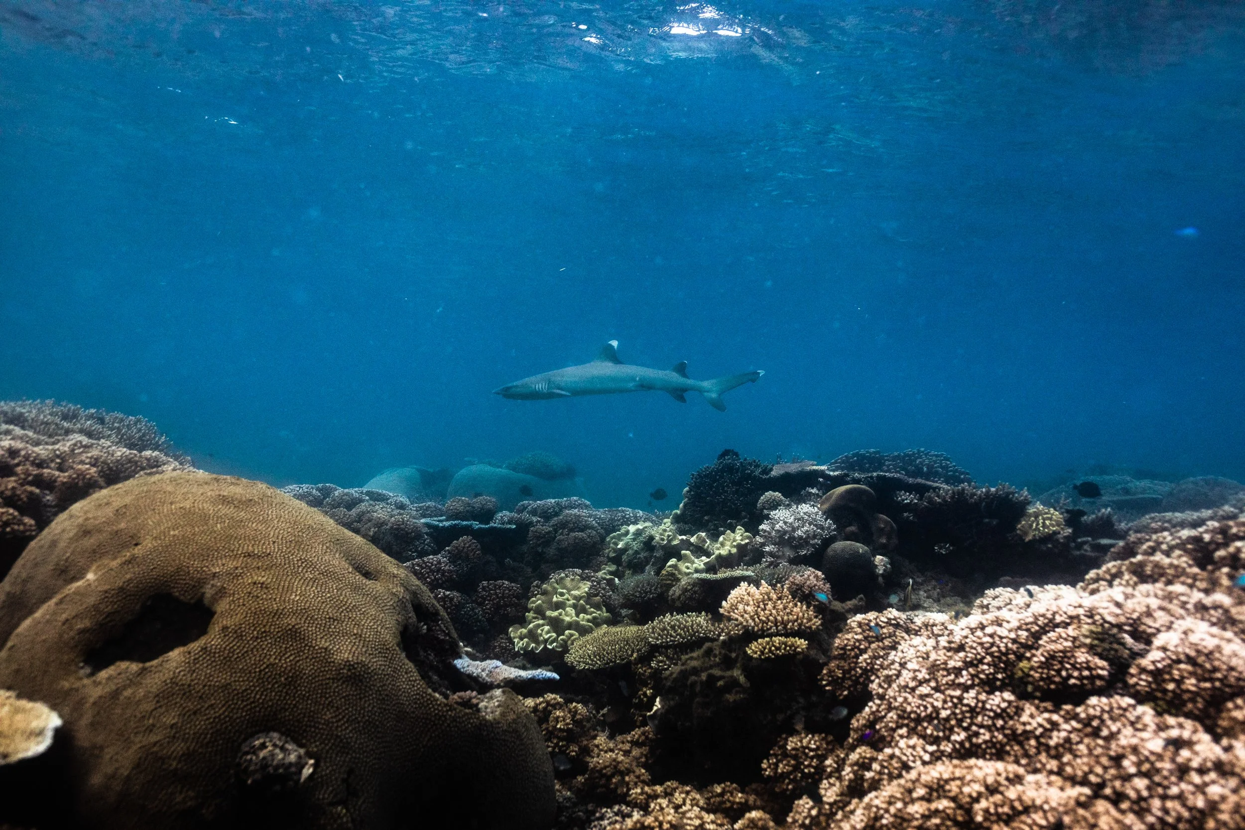 Fiji high-res-482.jpg