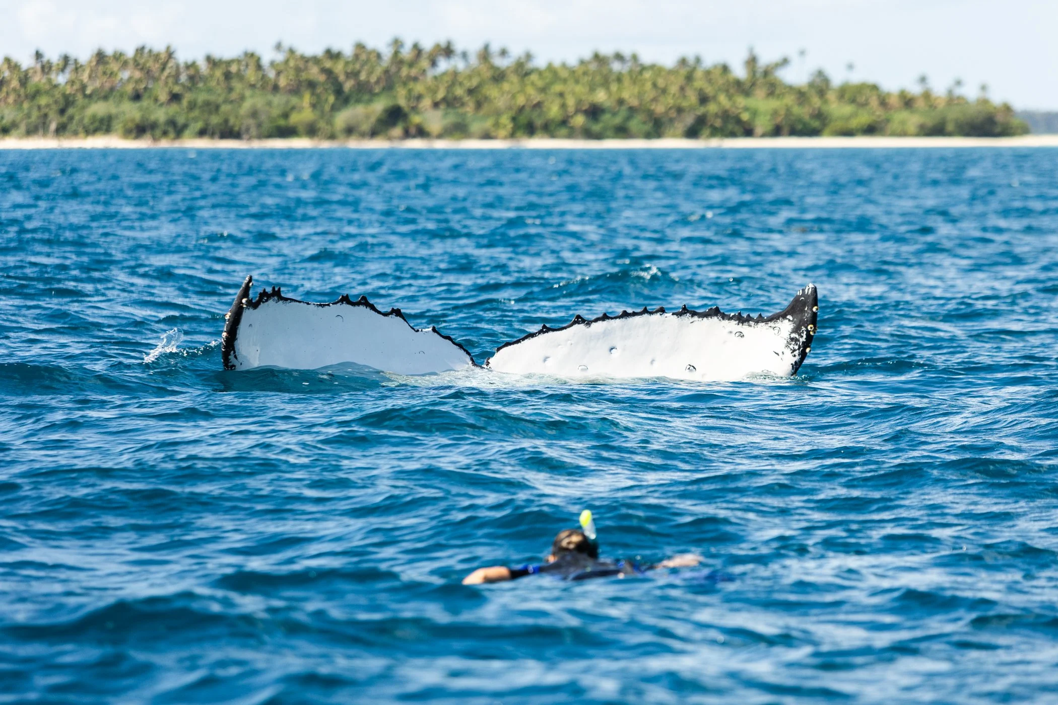 Tonga 24 reds online-79.jpg