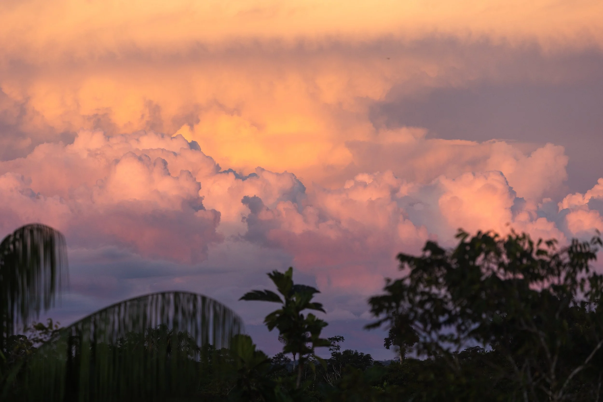 Amazonas 25-124.jpg