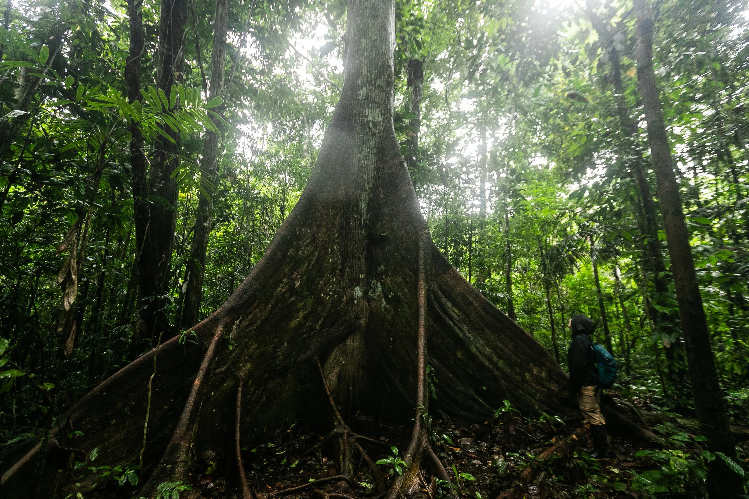 Amazonas 25-197.jpg