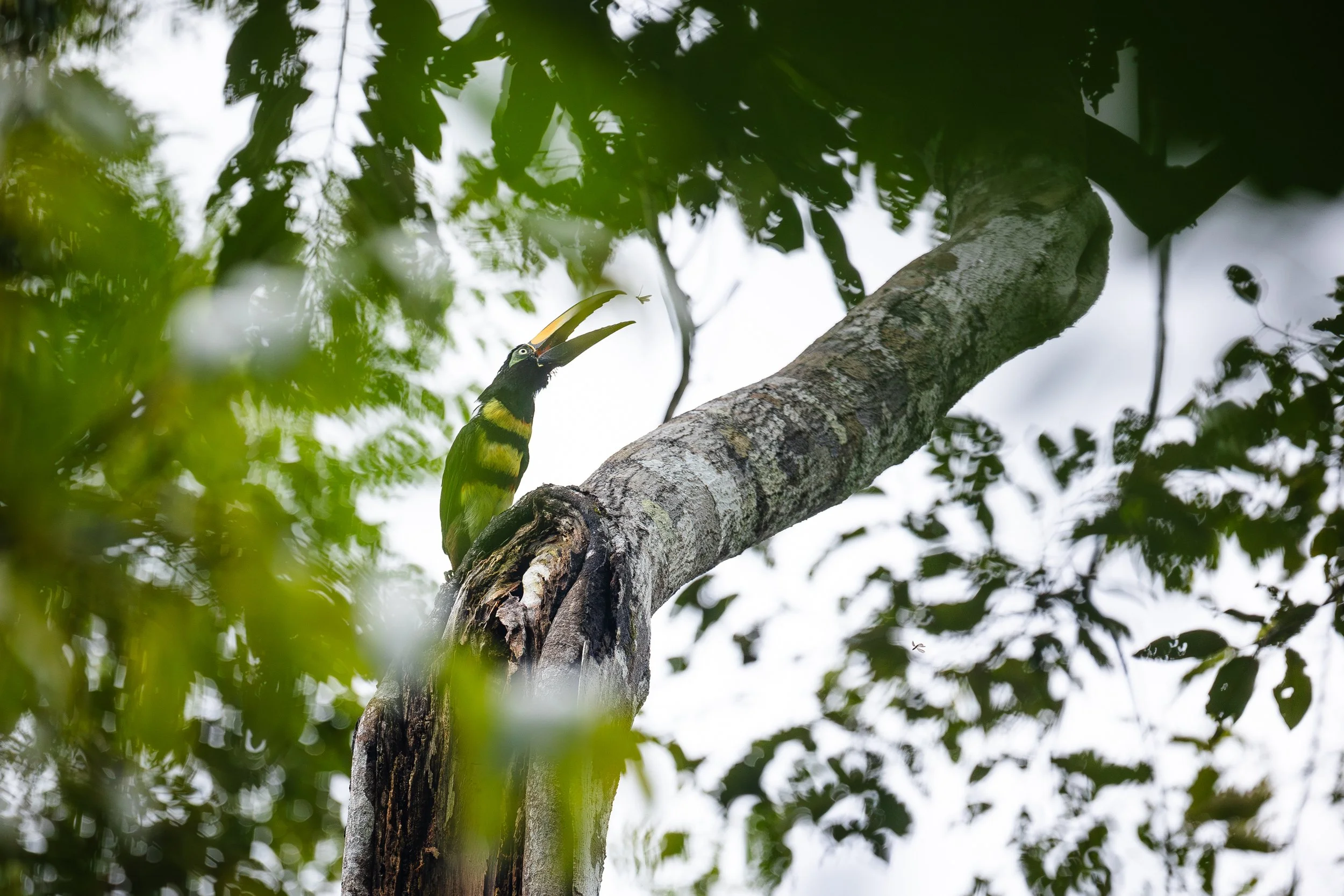 Amazonas 25-210.jpg