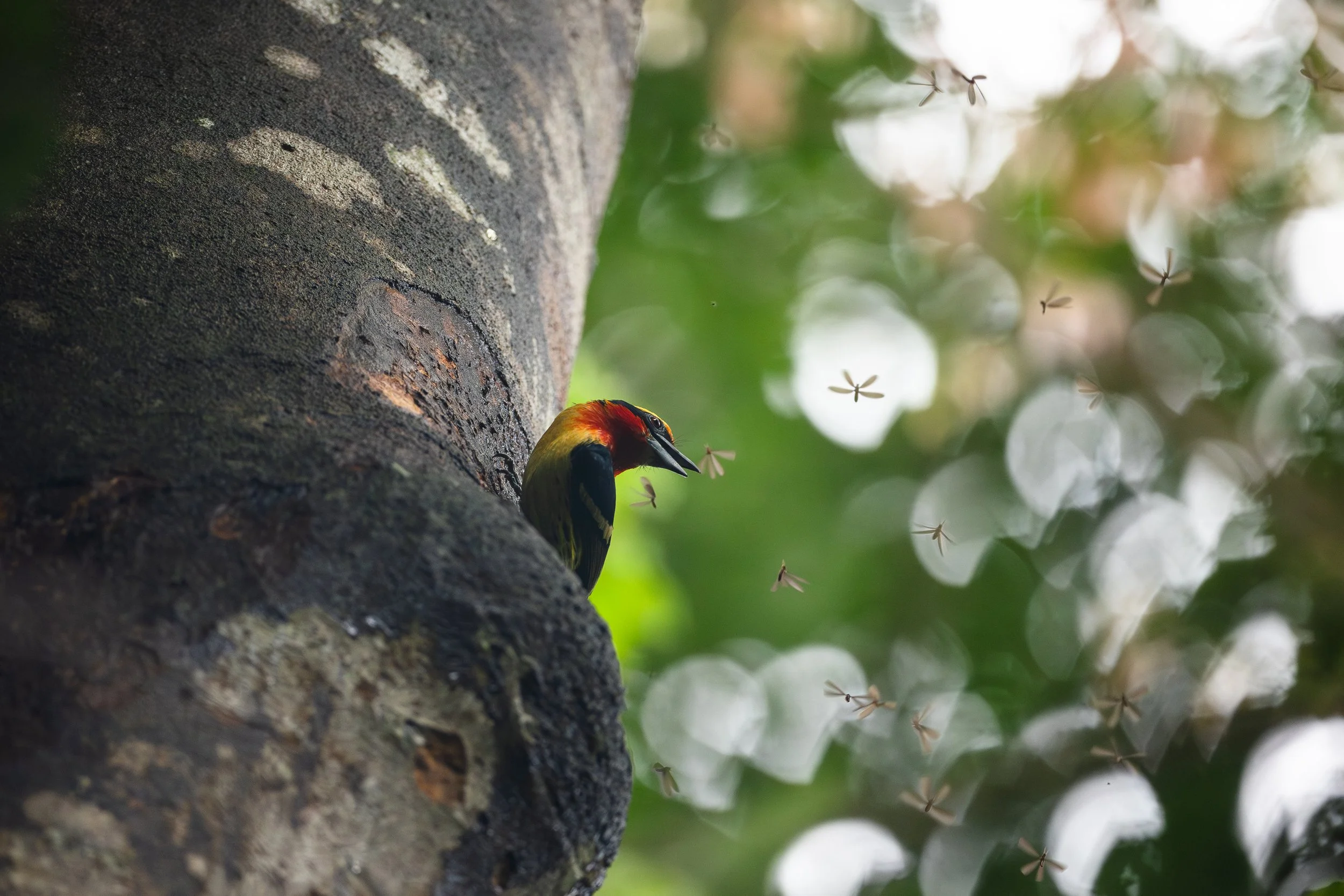 Amazonas 25-227.jpg
