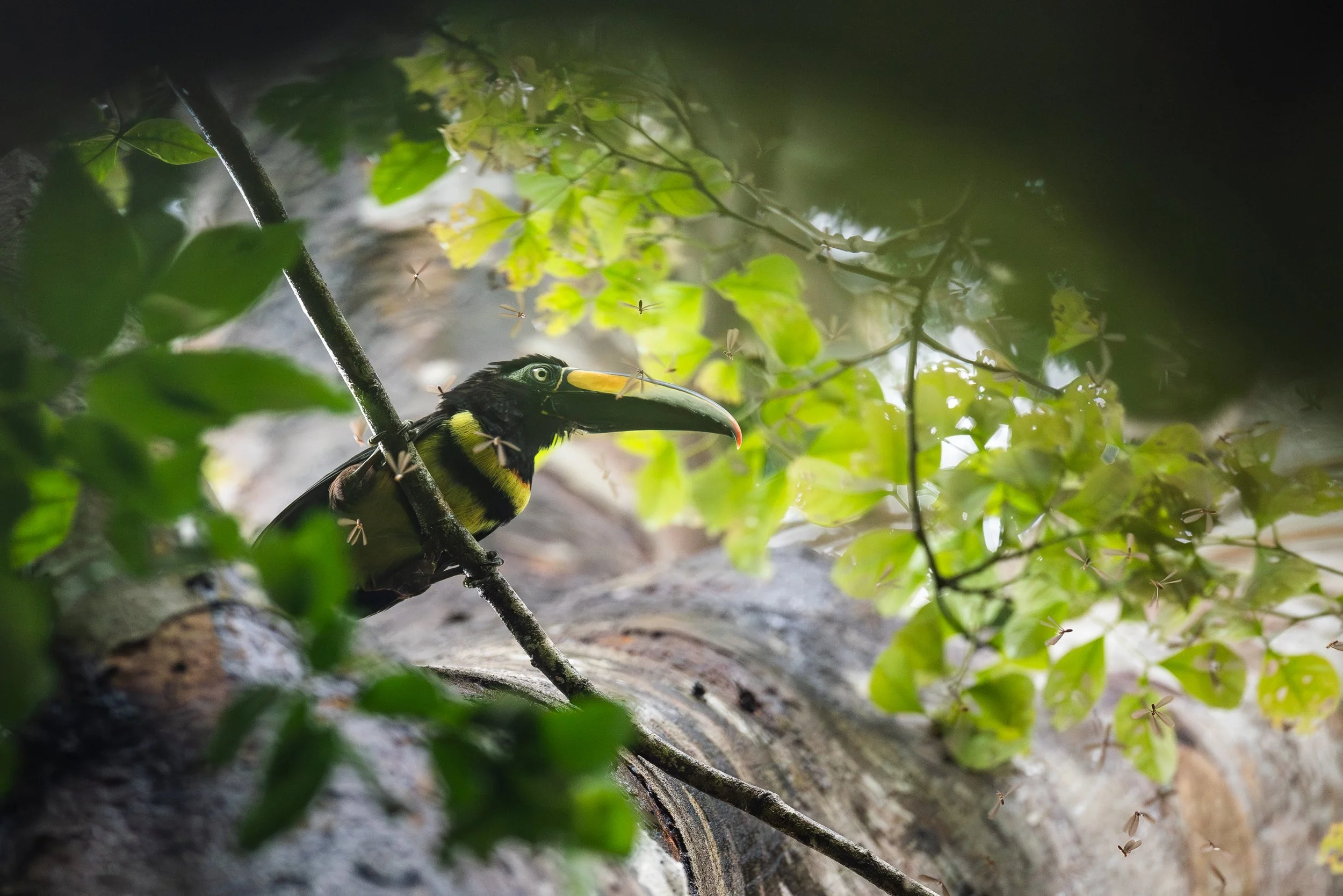 Amazonas 25-221.jpg