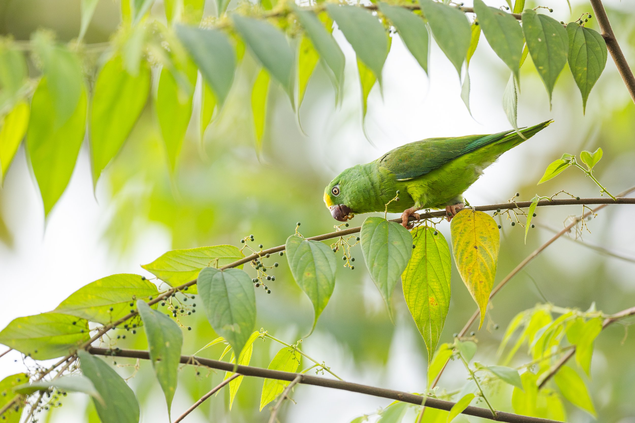 Amazonas 25-342.jpg