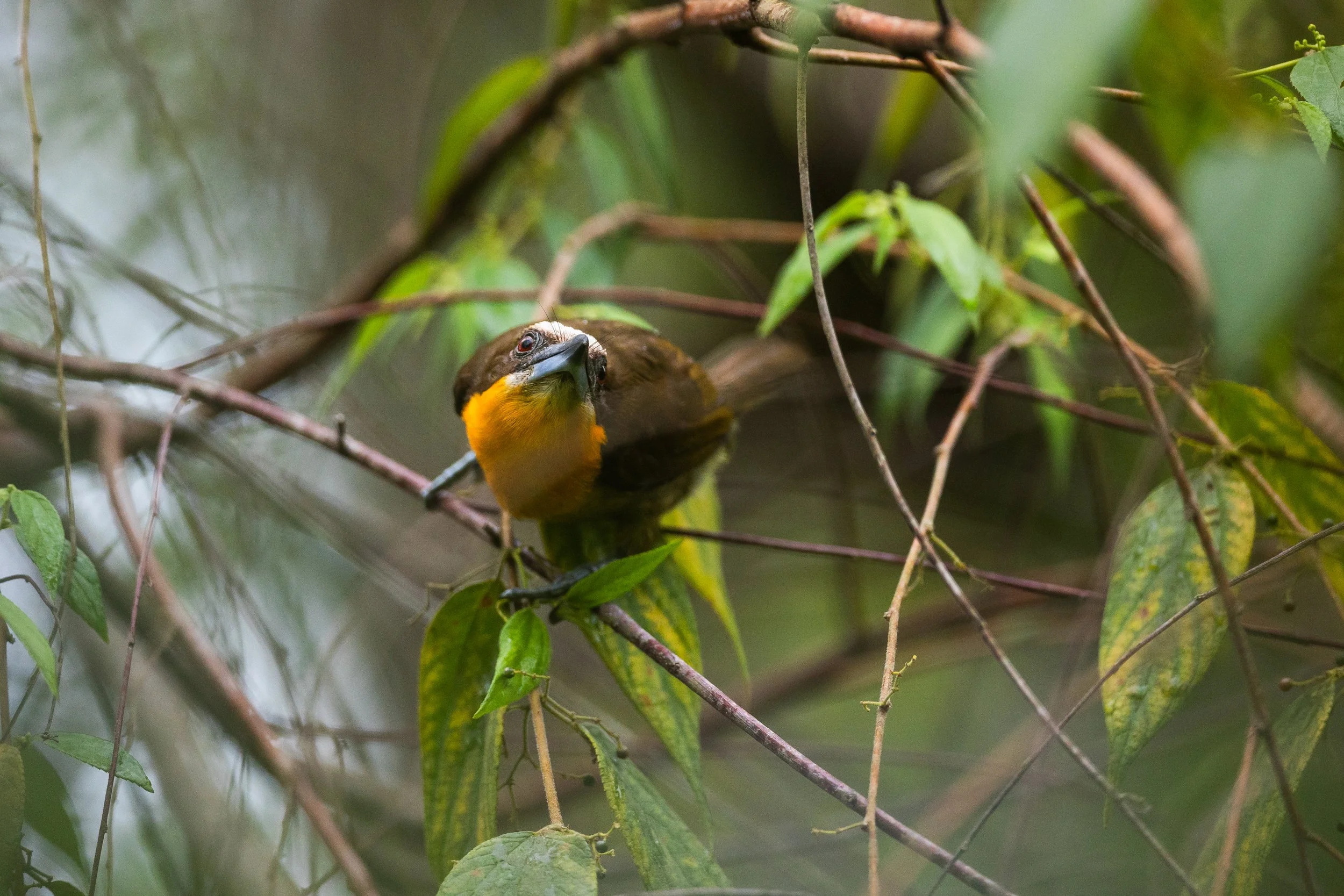 Amazonas 25-376.jpg