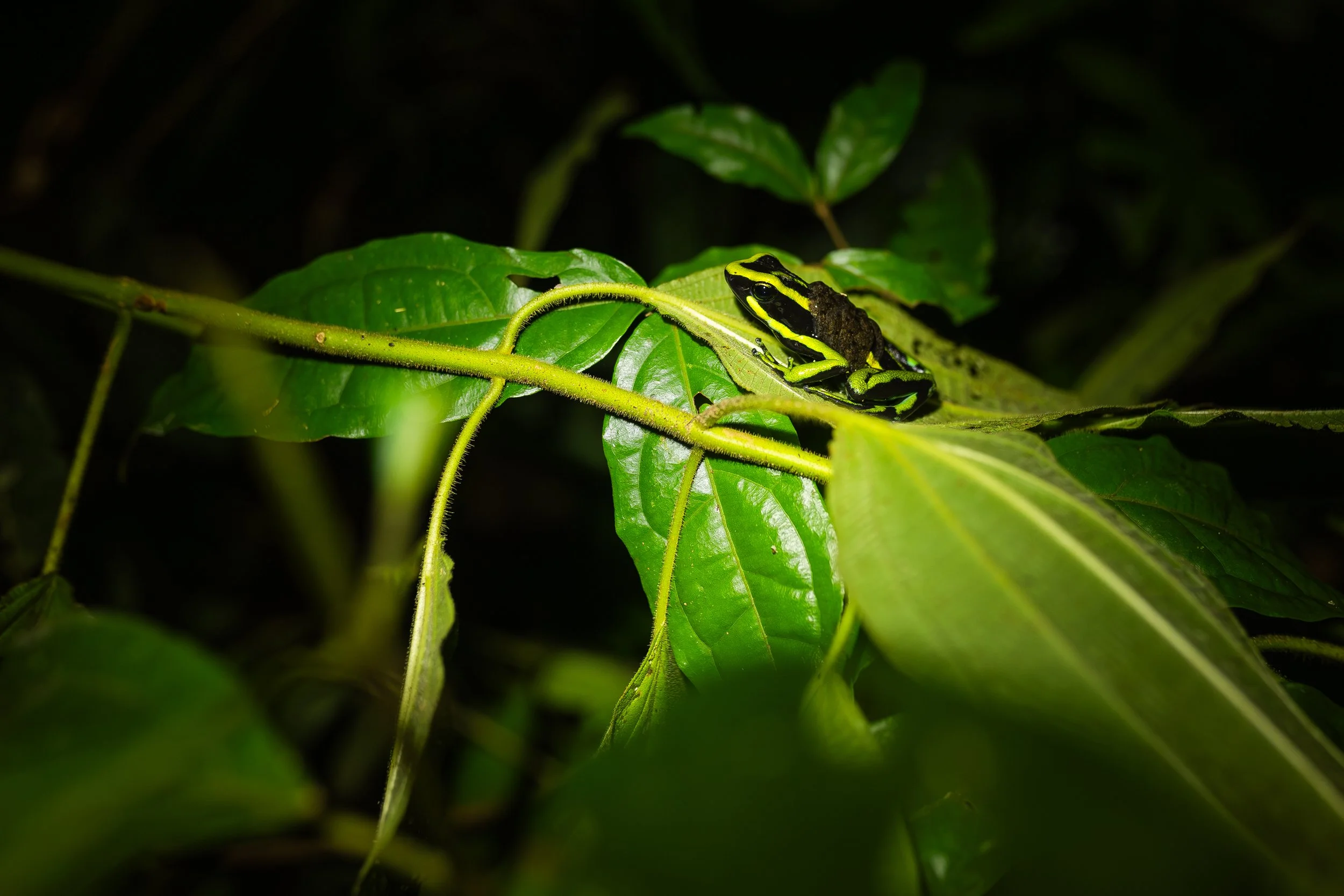 Amazonas 25-680.jpg