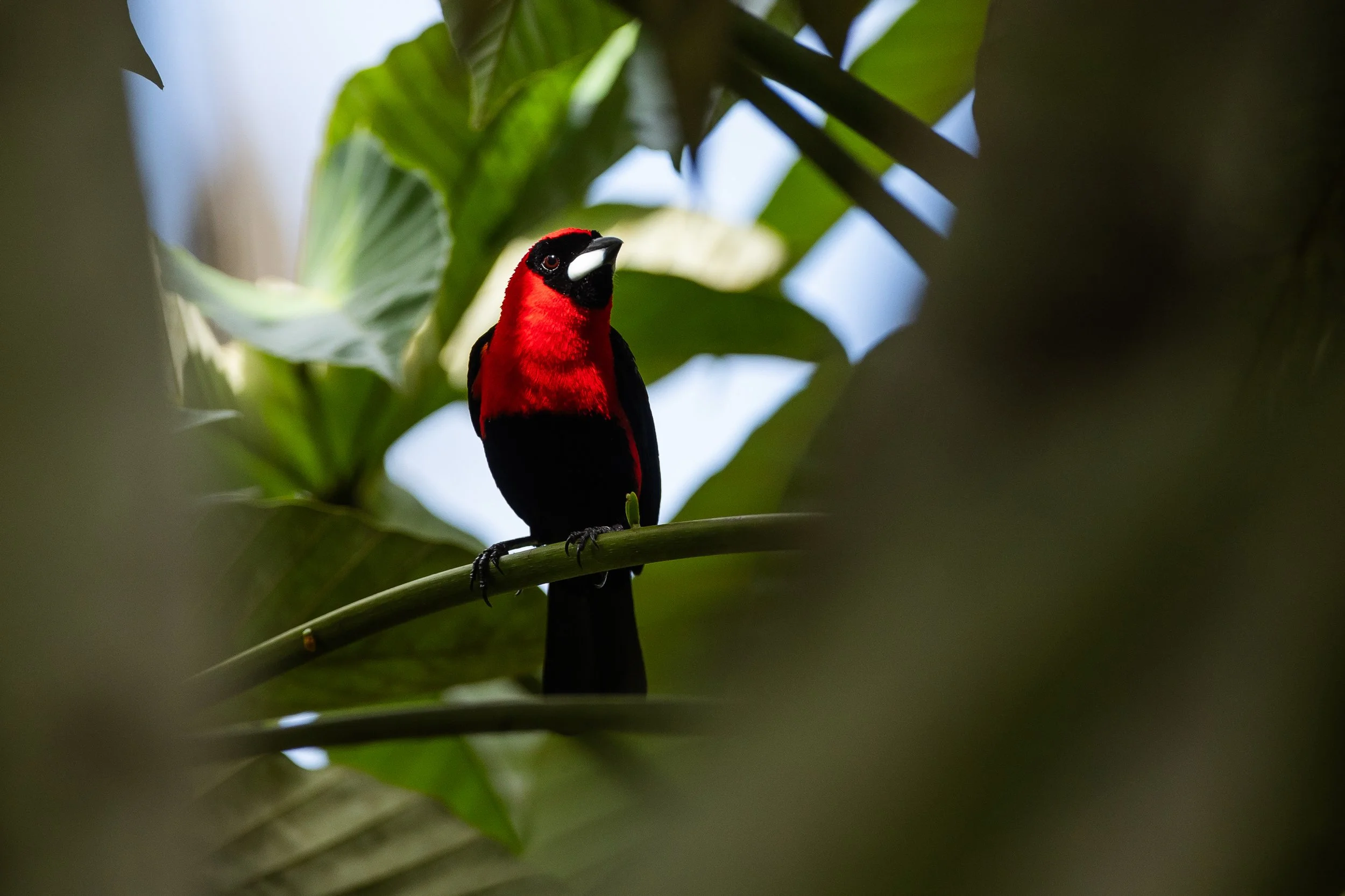 Amazonas 25-704.jpg
