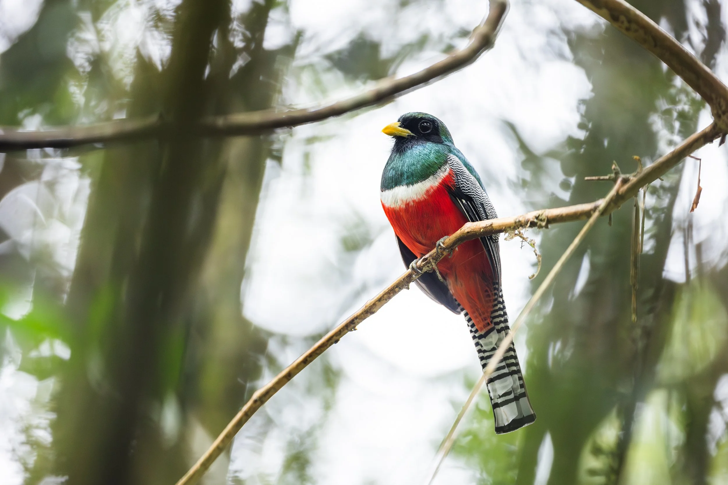 Amazonas 25-440.jpg
