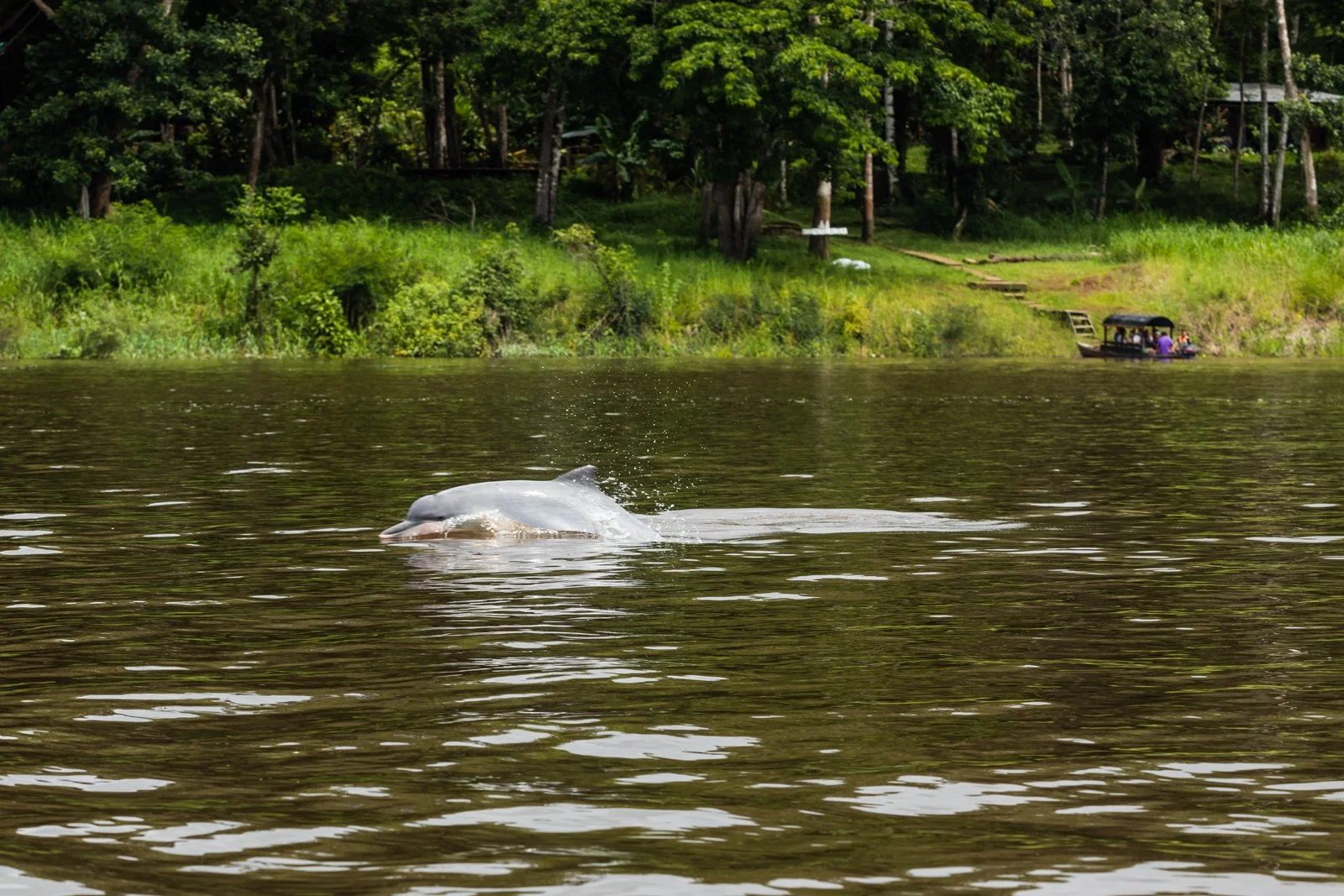 amazonas-1-10.jpg