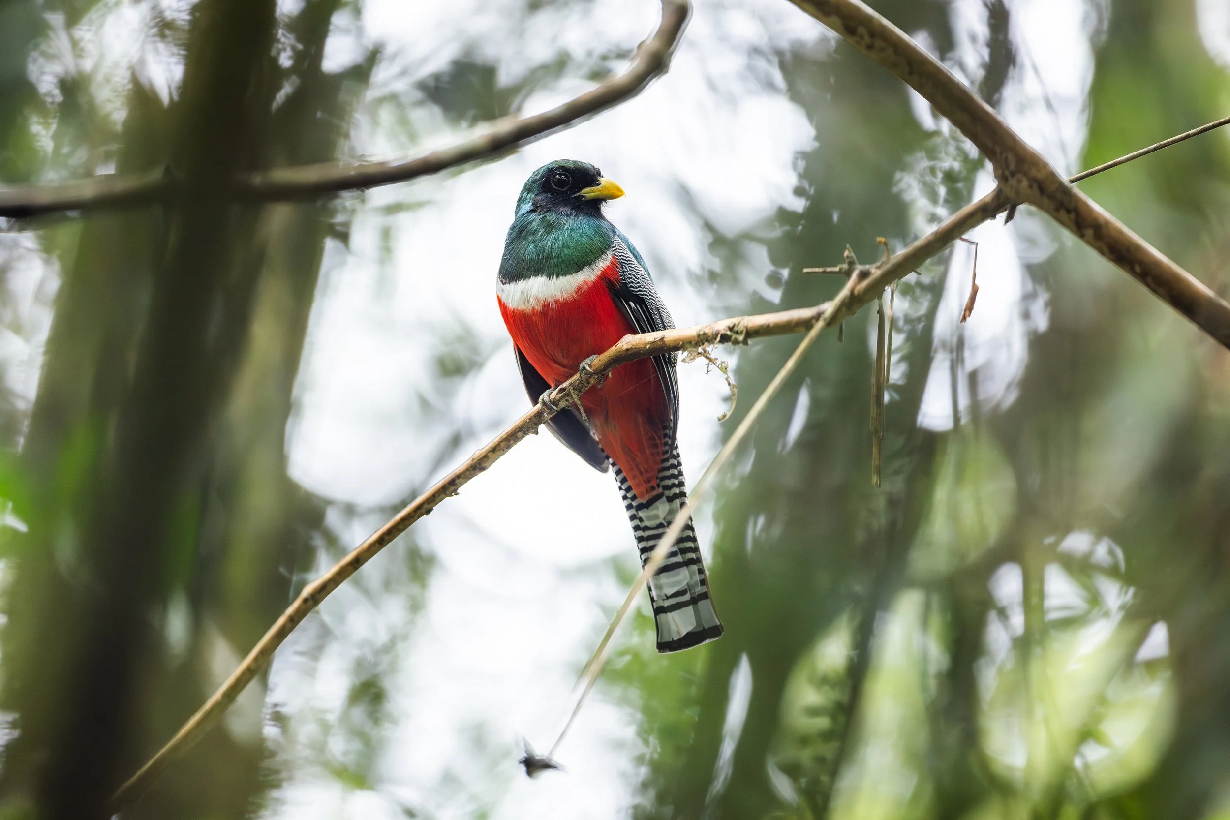 Amazonas 25-439.jpg