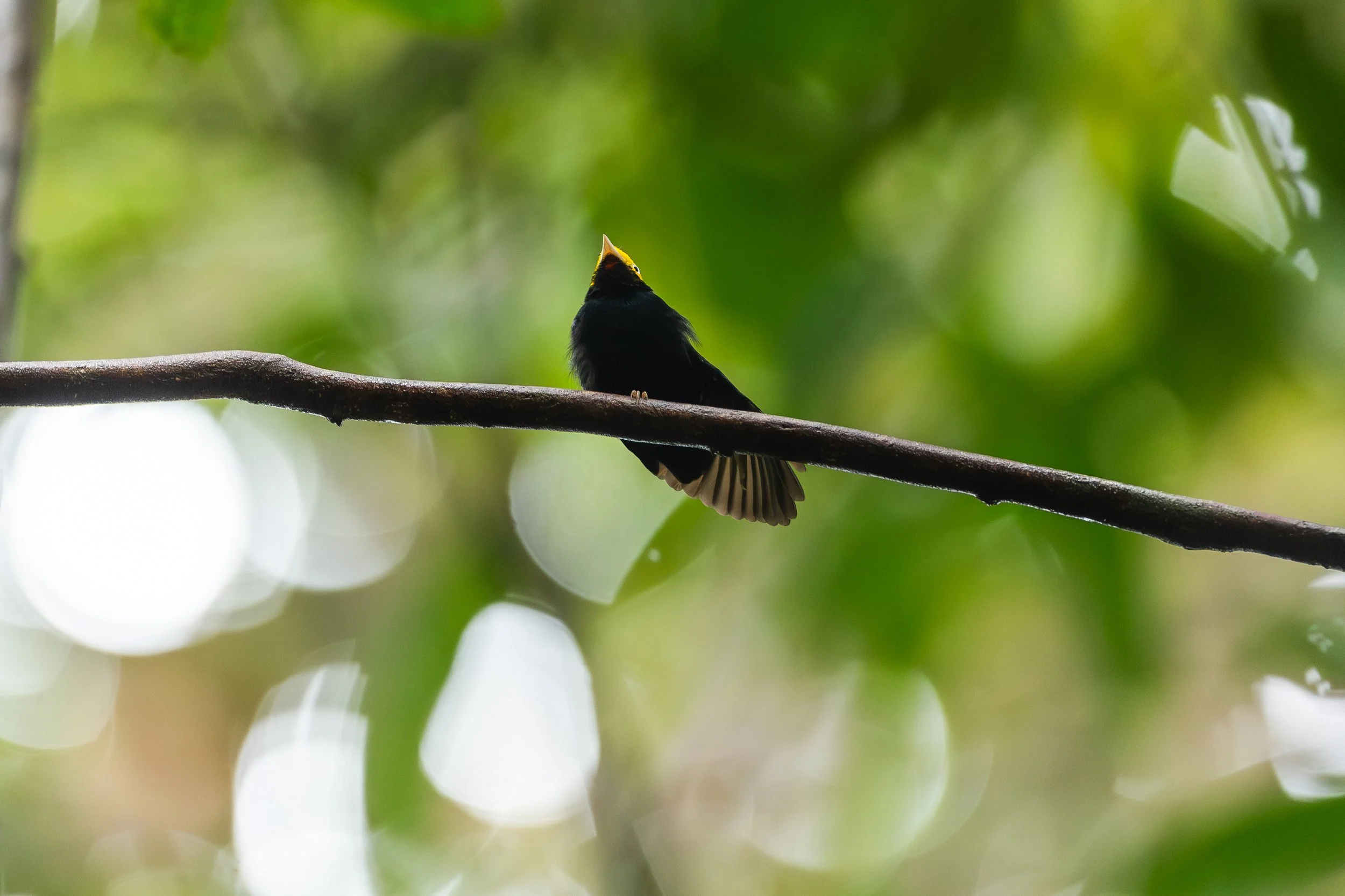 Amazonas 25-412.jpg