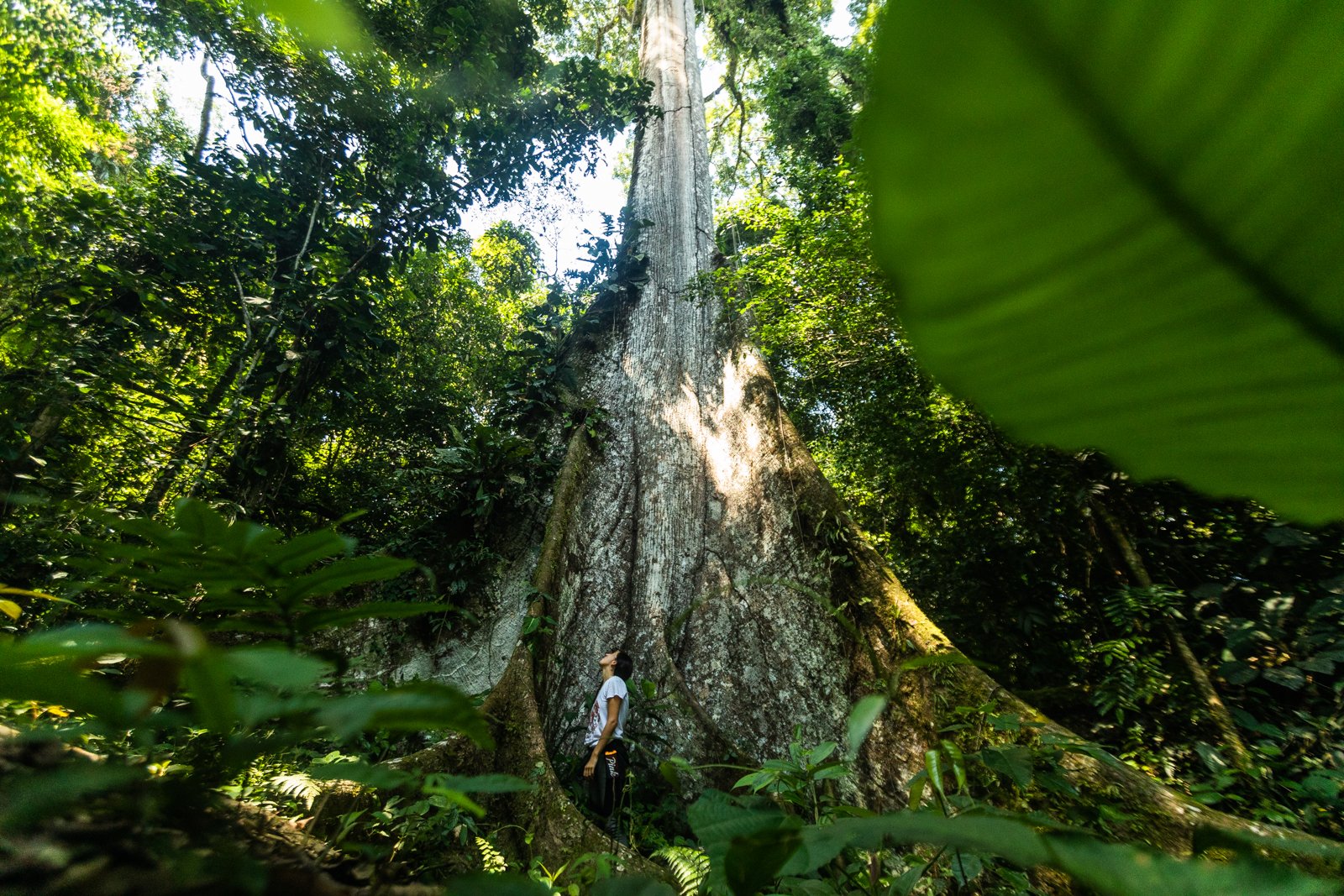 amazonas-1-125.jpg
